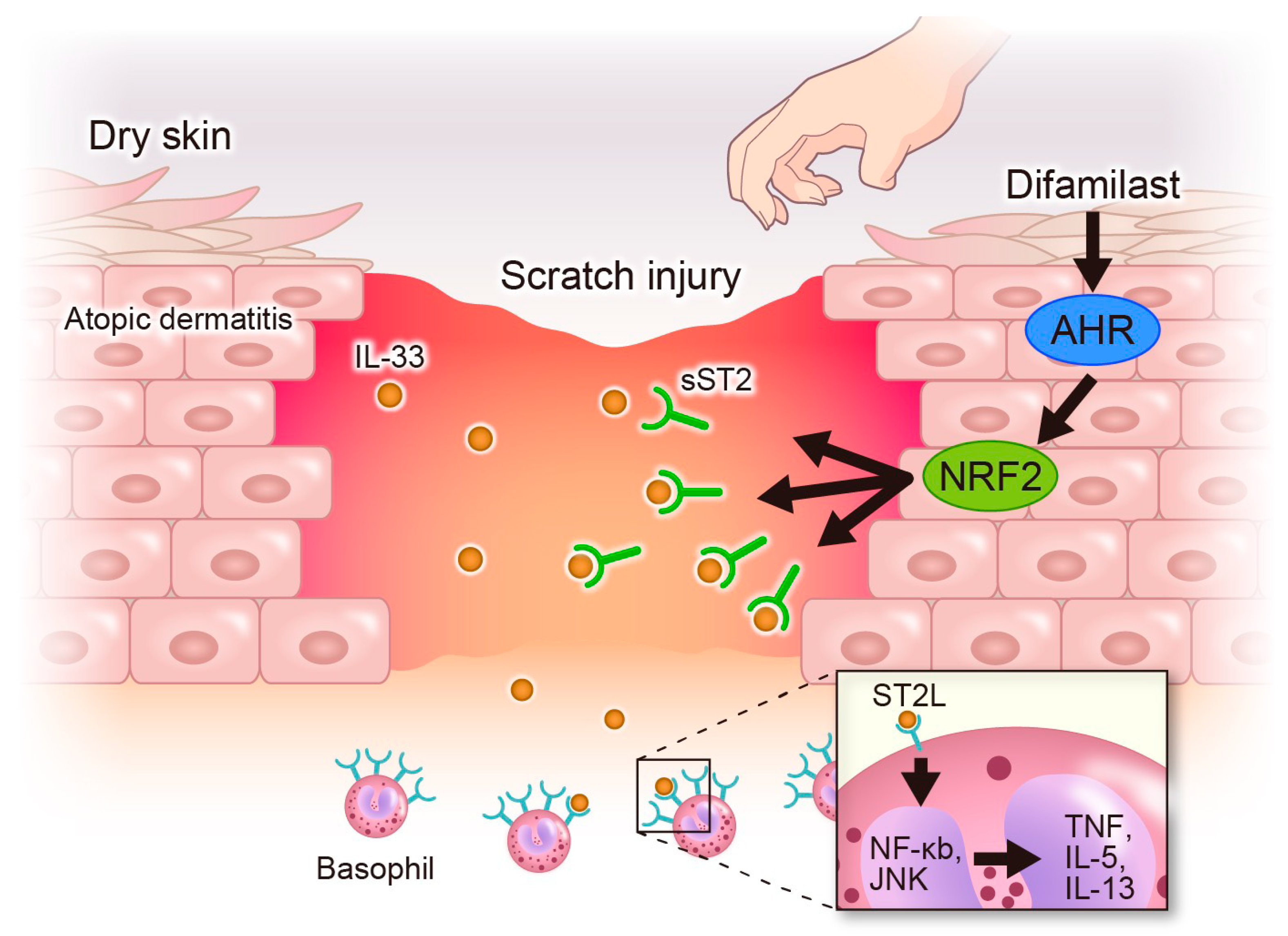 Ijms 25 07910 g005 Ijms 25 07910 g005