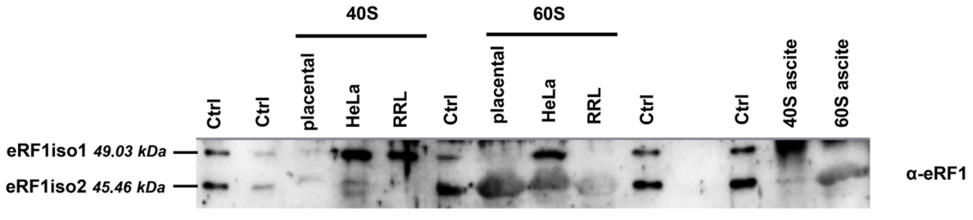 Ijms 25 07997 g002 Ijms 25 07997 g002