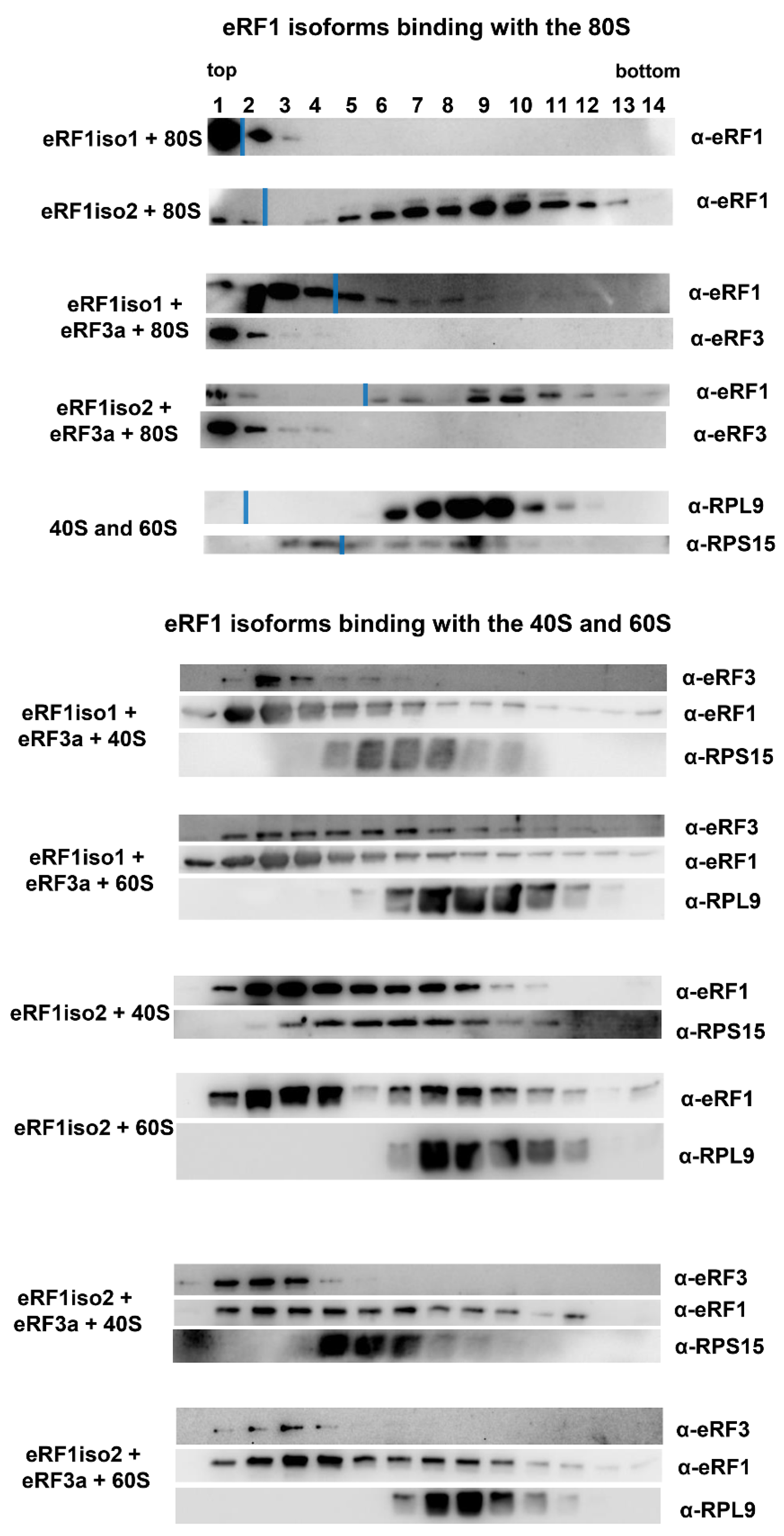 Ijms 25 07997 g003 Ijms 25 07997 g003