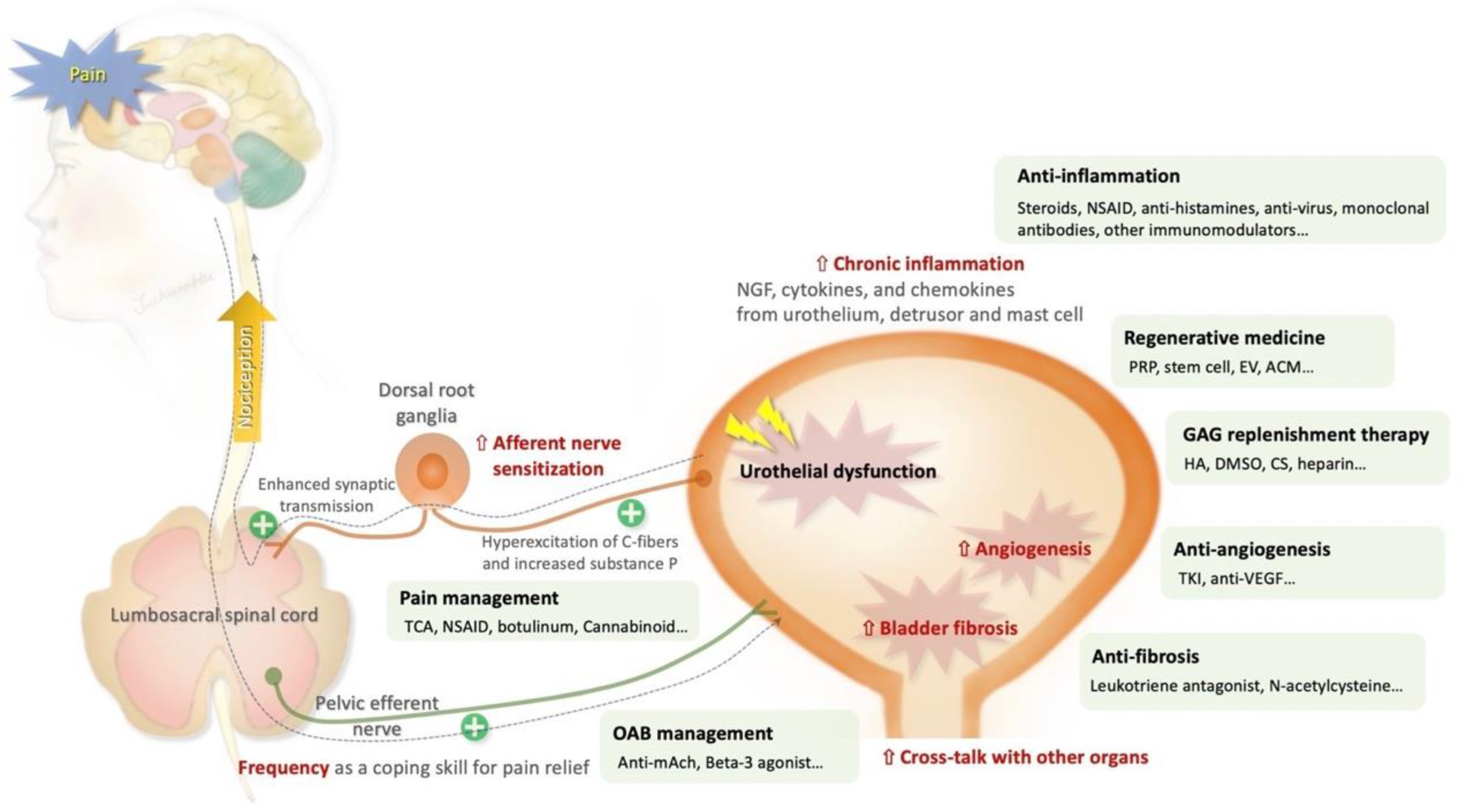 Ijms 25 08015 g001 Ijms 25 08015 g001