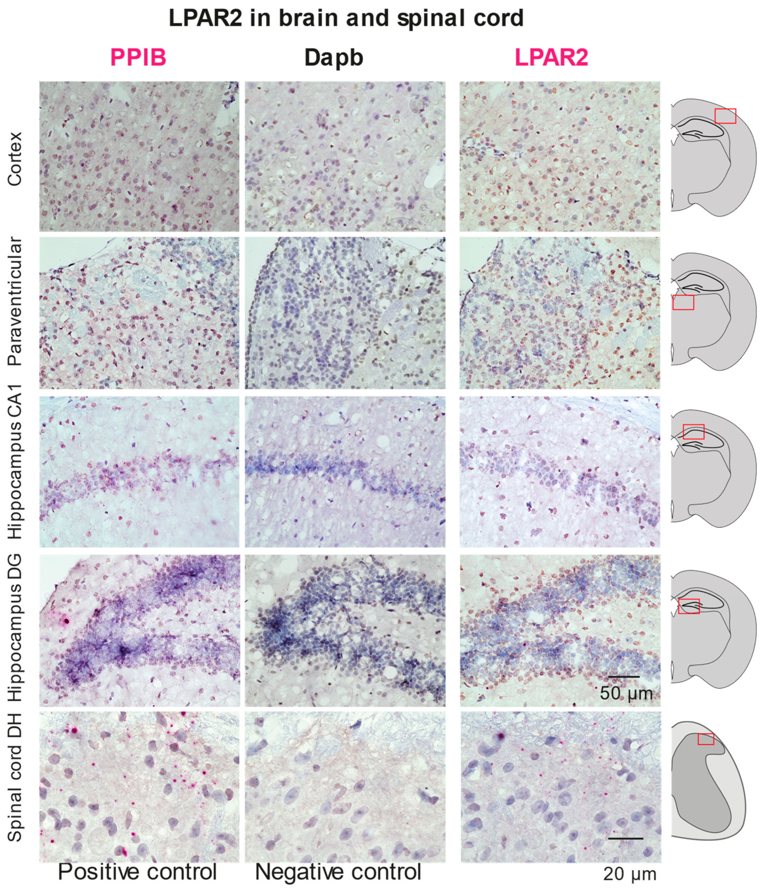 Ijms 25 08177 g004