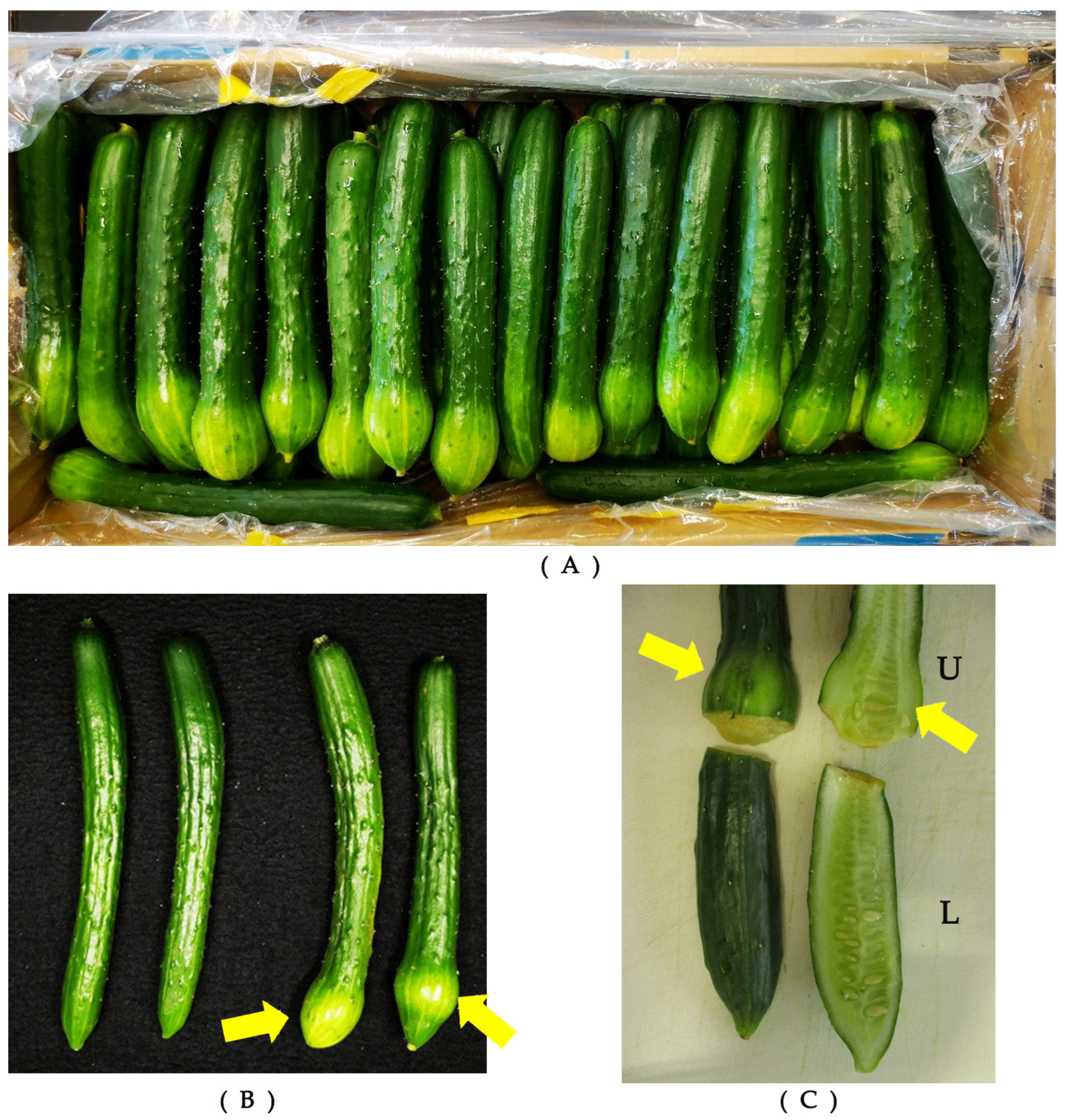 Ijms 25 08317 g001 Ijms 25 08317 g001