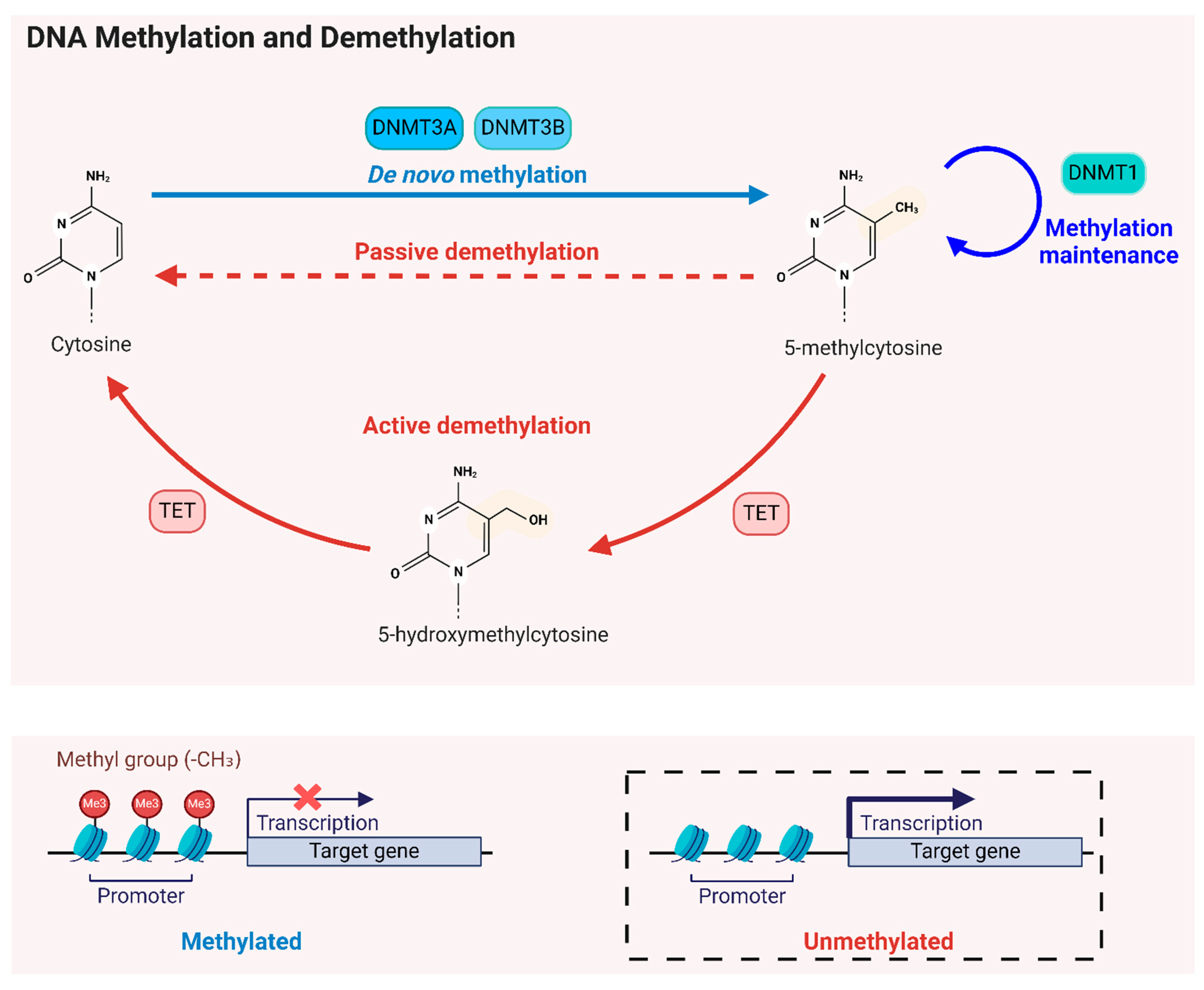 Ijms 25 08324 g001 Ijms 25 08324 g001