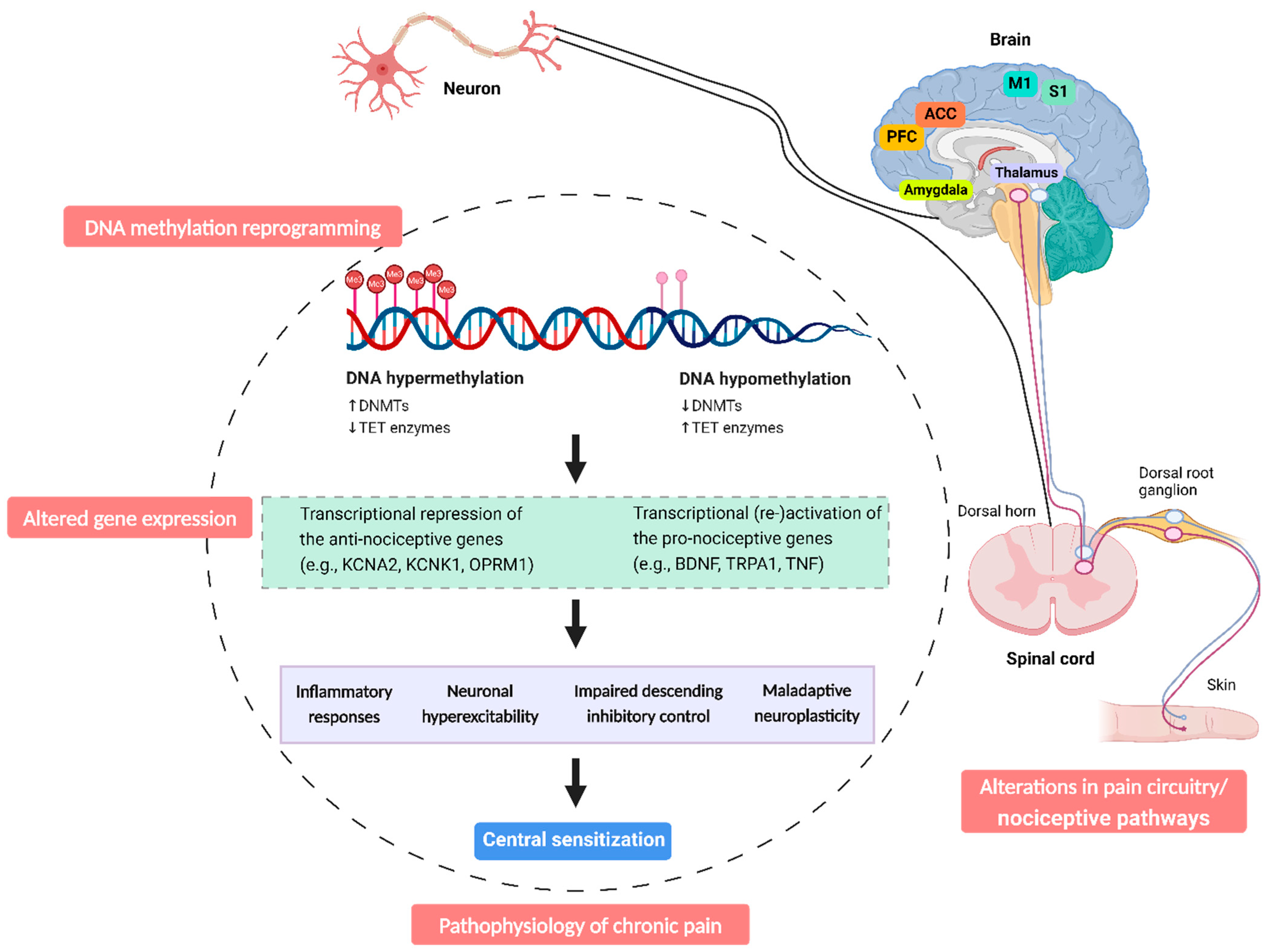 Ijms 25 08324 g002 Ijms 25 08324 g002