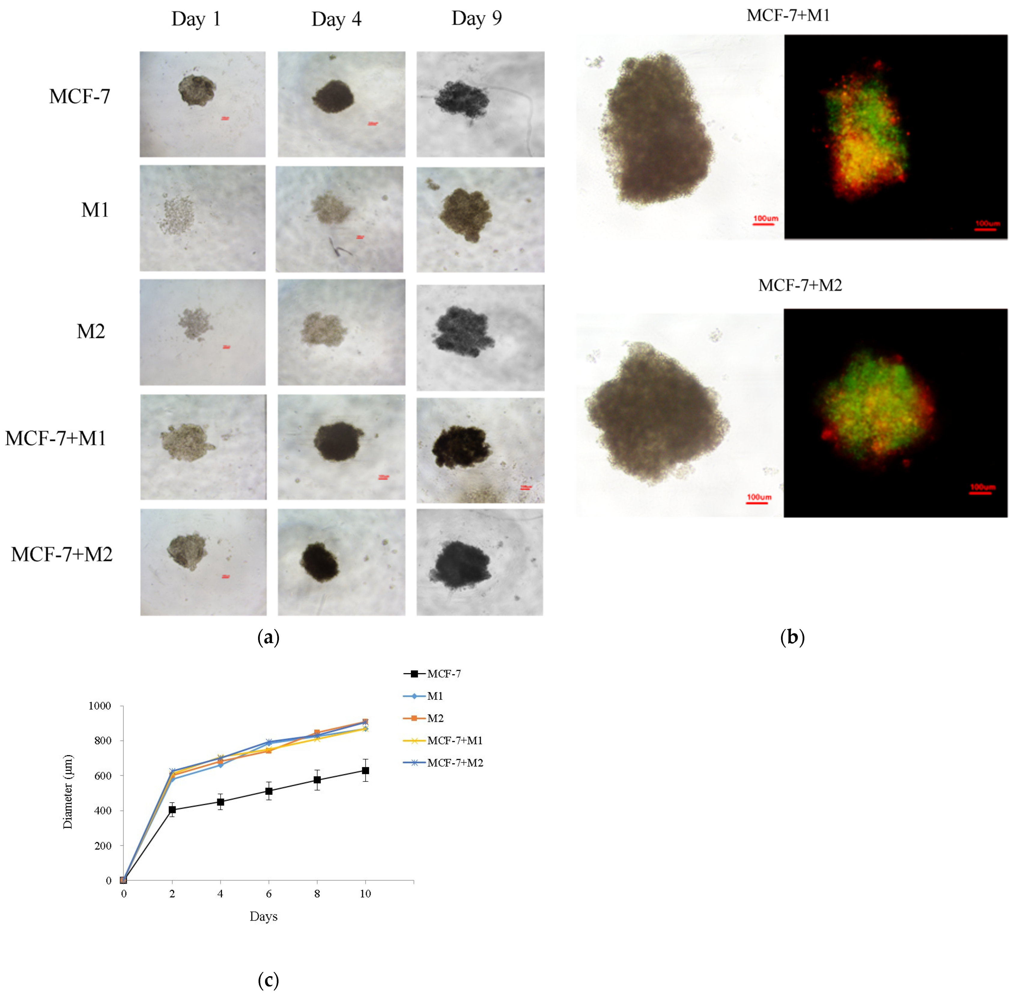 Ijms 25 08459 g005 Ijms 25 08459 g005