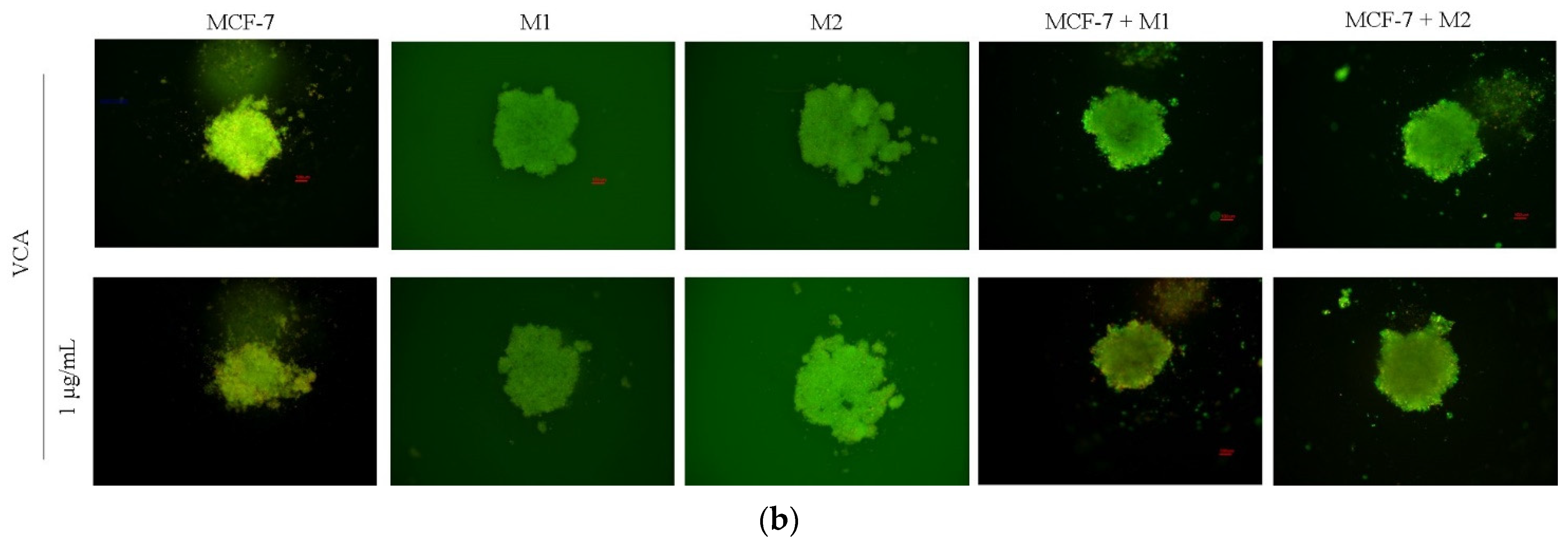 Ijms 25 08459 g006b Ijms 25 08459 g006b