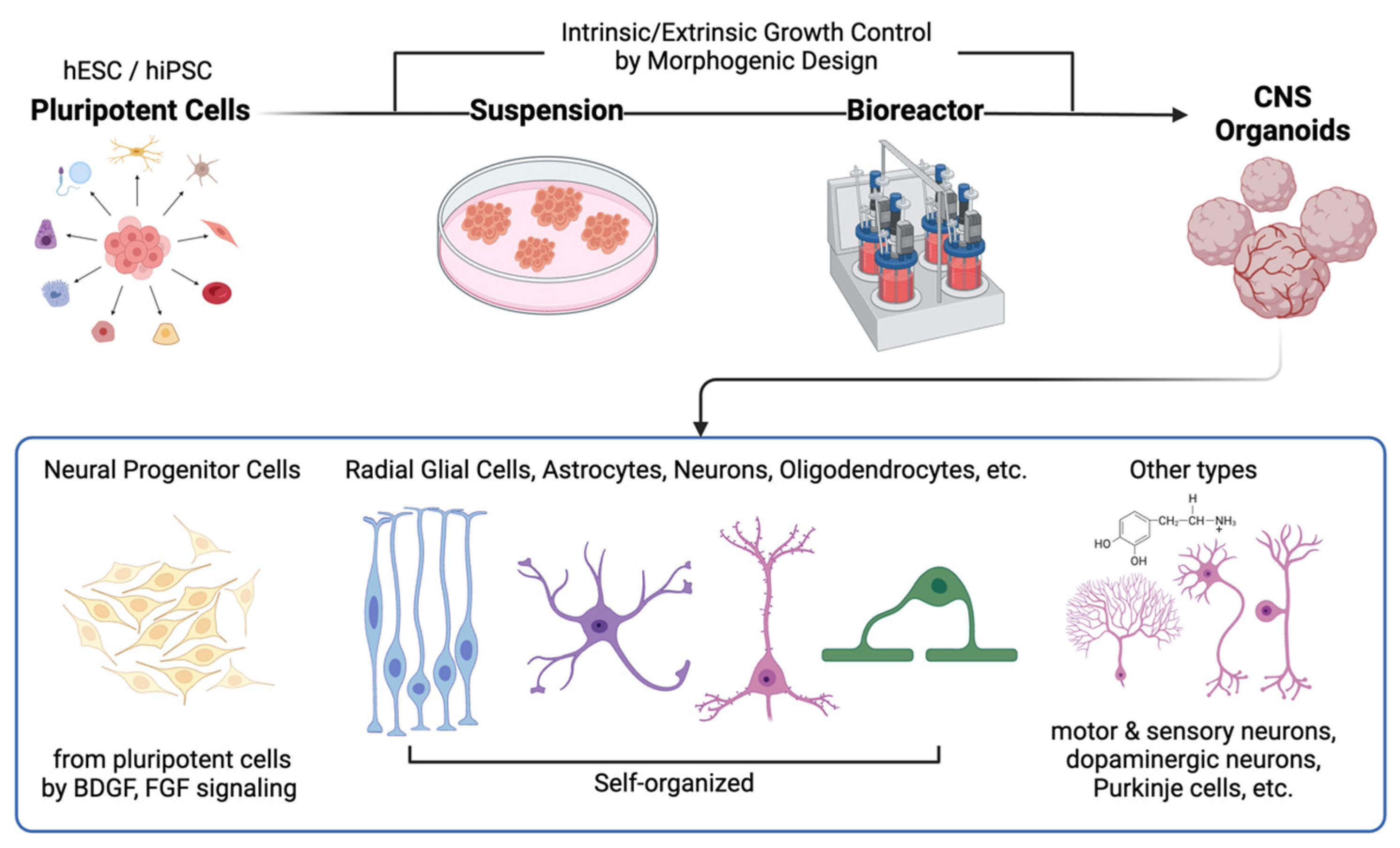 Ijms 25 08540 g001 Ijms 25 08540 g001