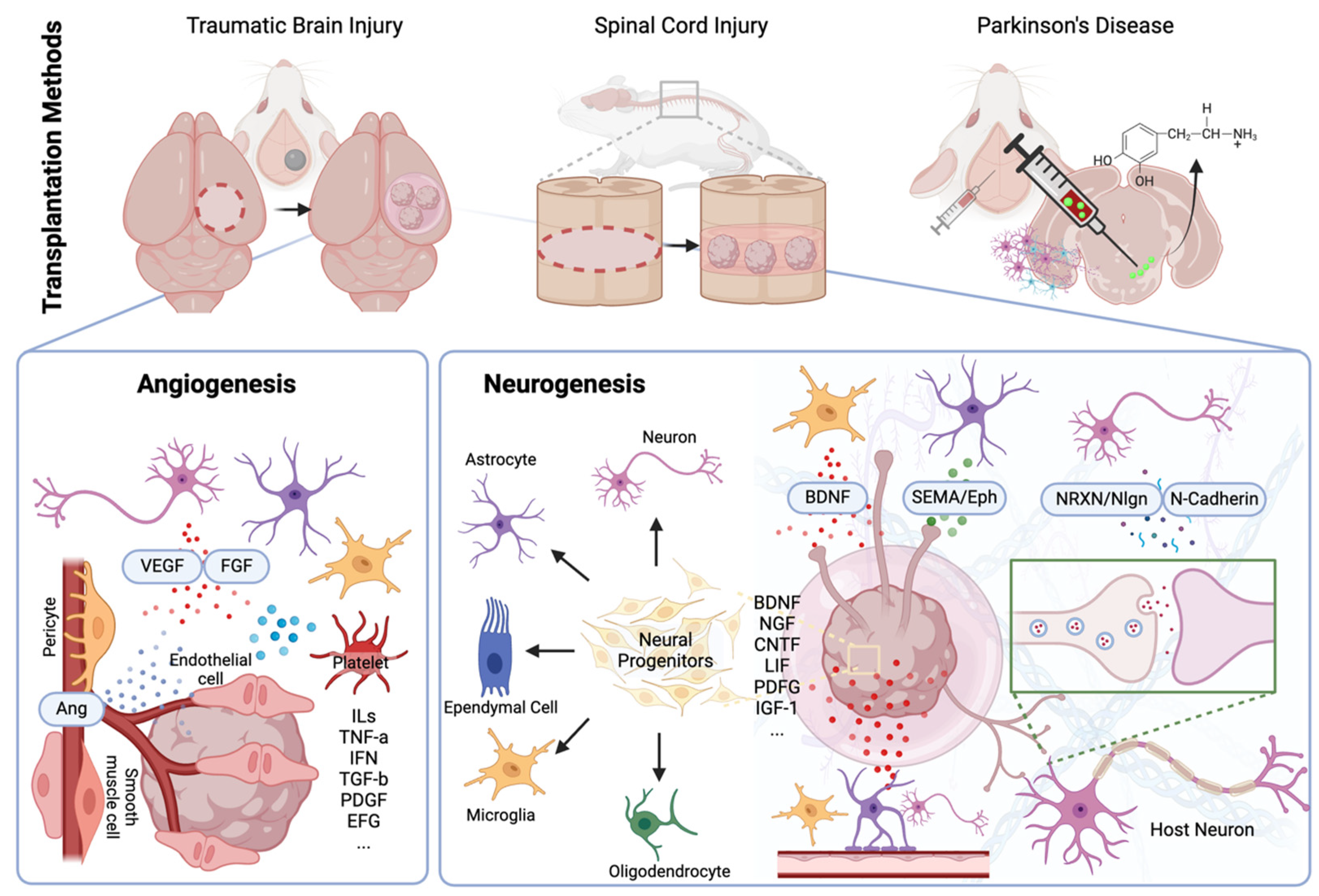 Ijms 25 08540 g002 Ijms 25 08540 g002