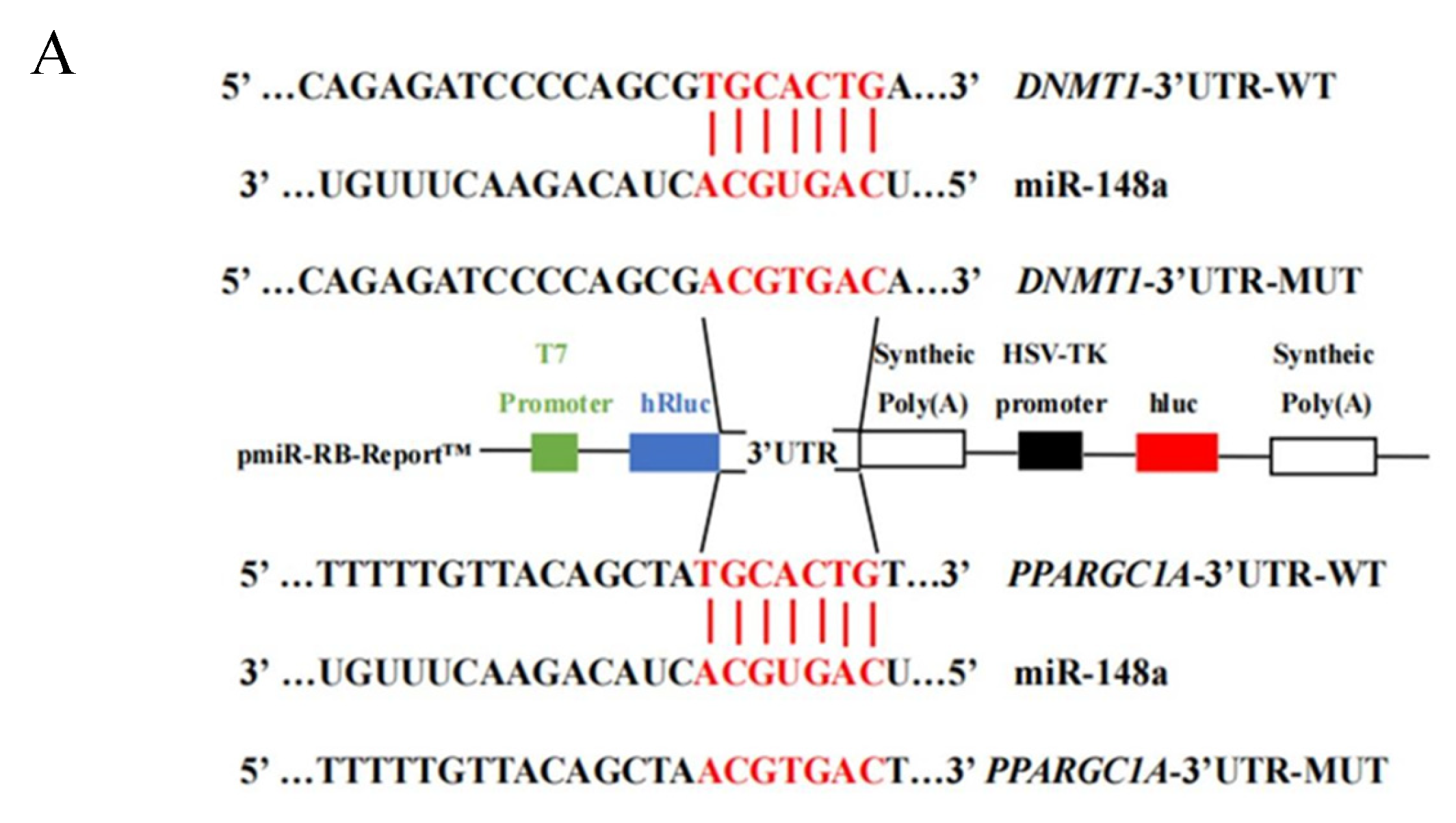 Ijms 25 08558 g006a Ijms 25 08558 g006a