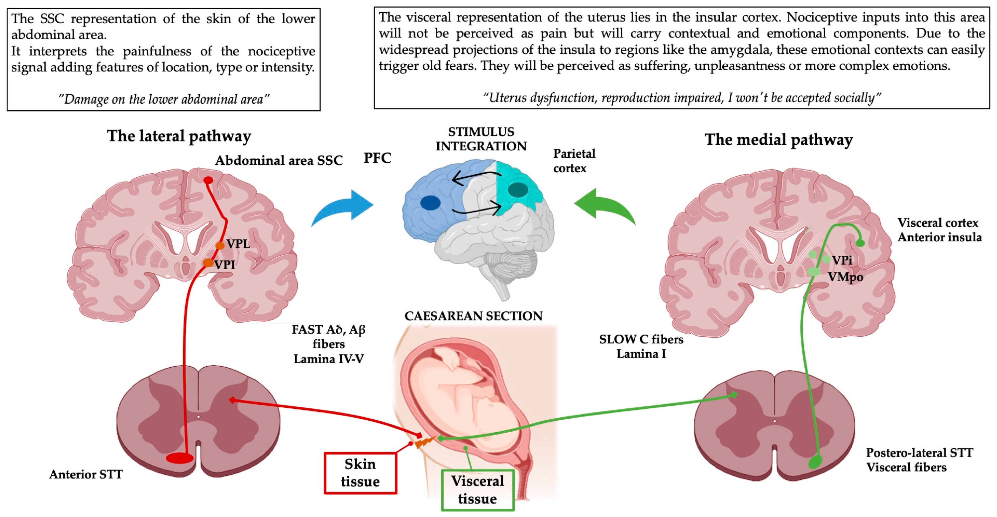 Ijms 25 08636 g002 Ijms 25 08636 g002