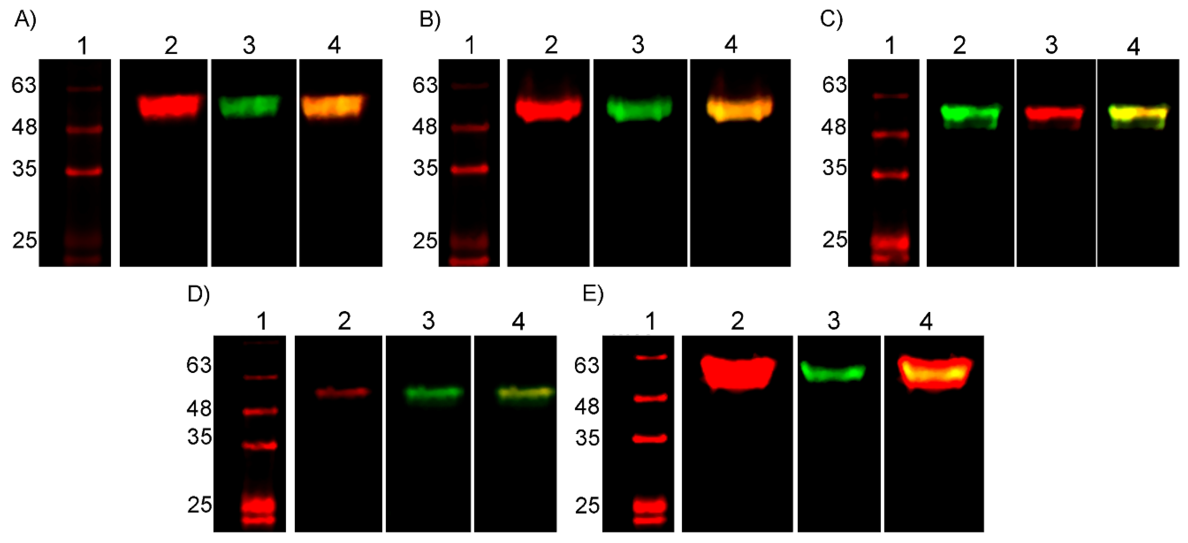 Ijms 25 08734 g002 Ijms 25 08734 g002