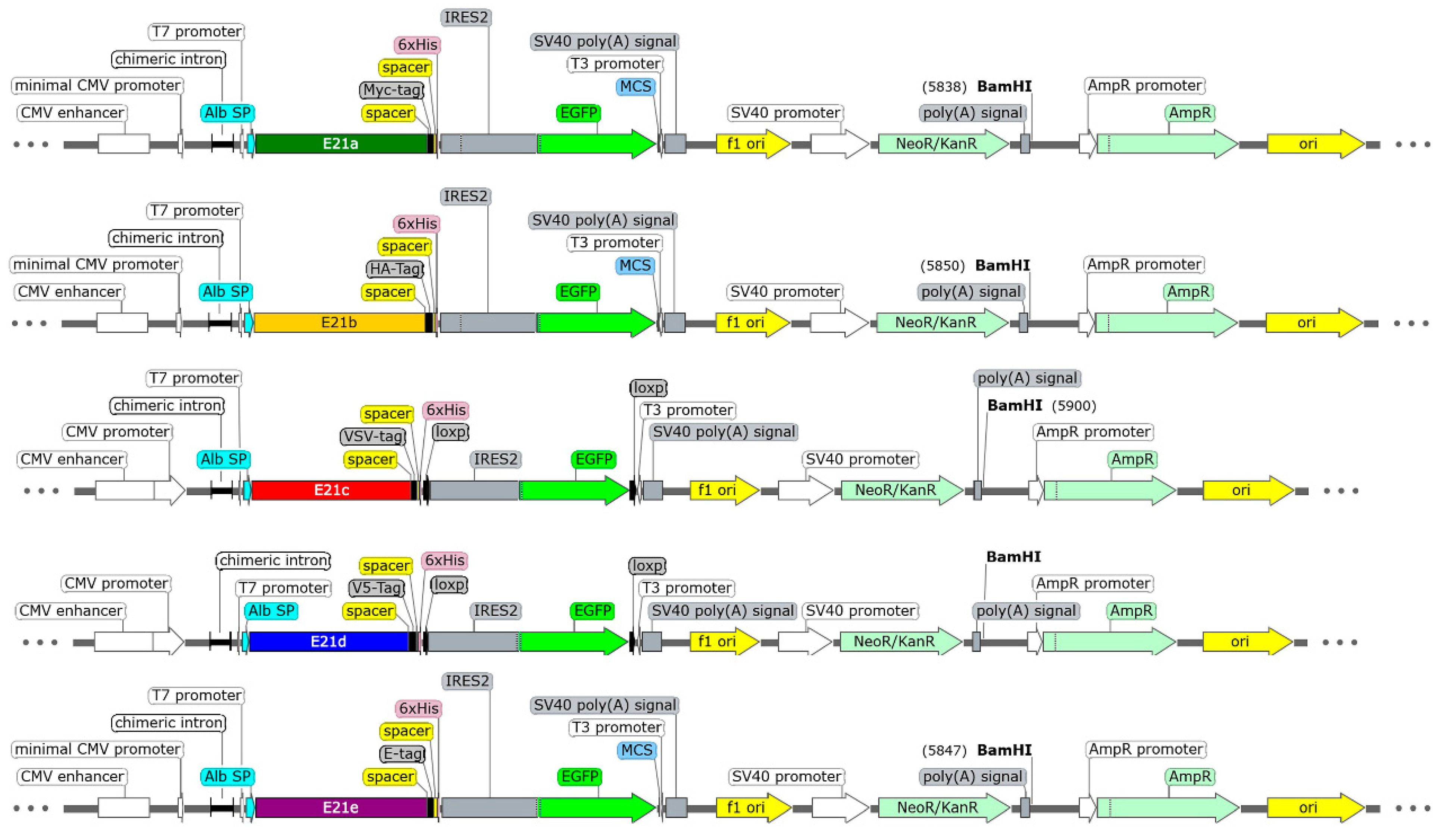 Ijms 25 08734 g007 Ijms 25 08734 g007