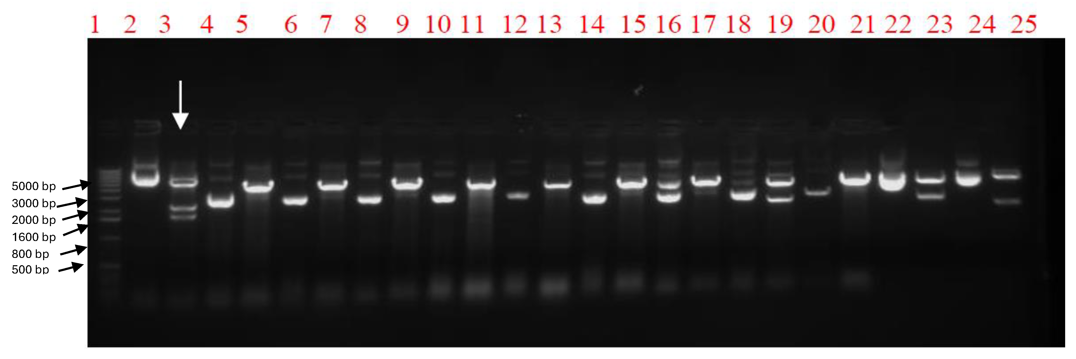 Ijms 25 08746 g001 Ijms 25 08746 g001