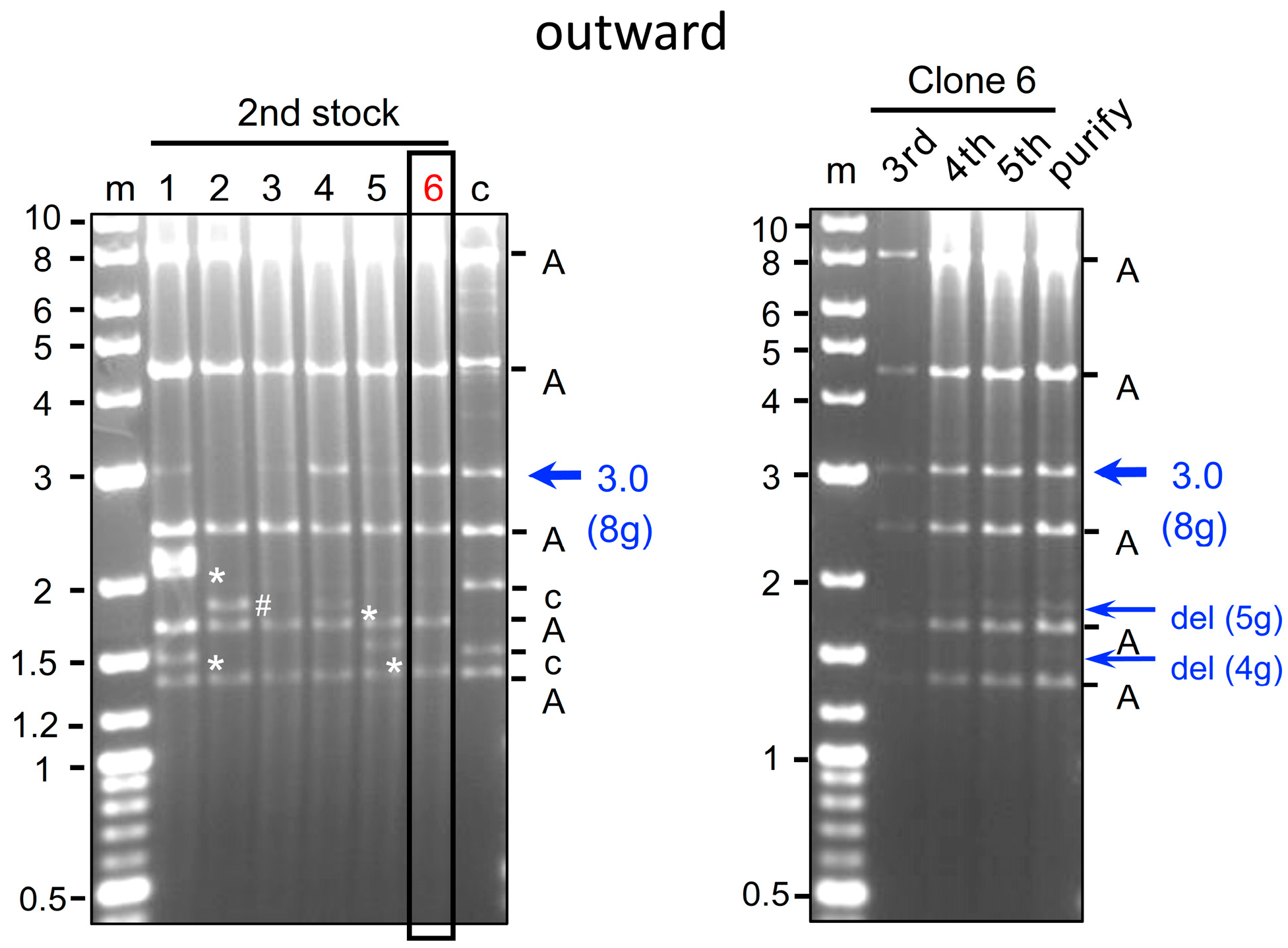 Ijms 25 08783 g005 Ijms 25 08783 g005