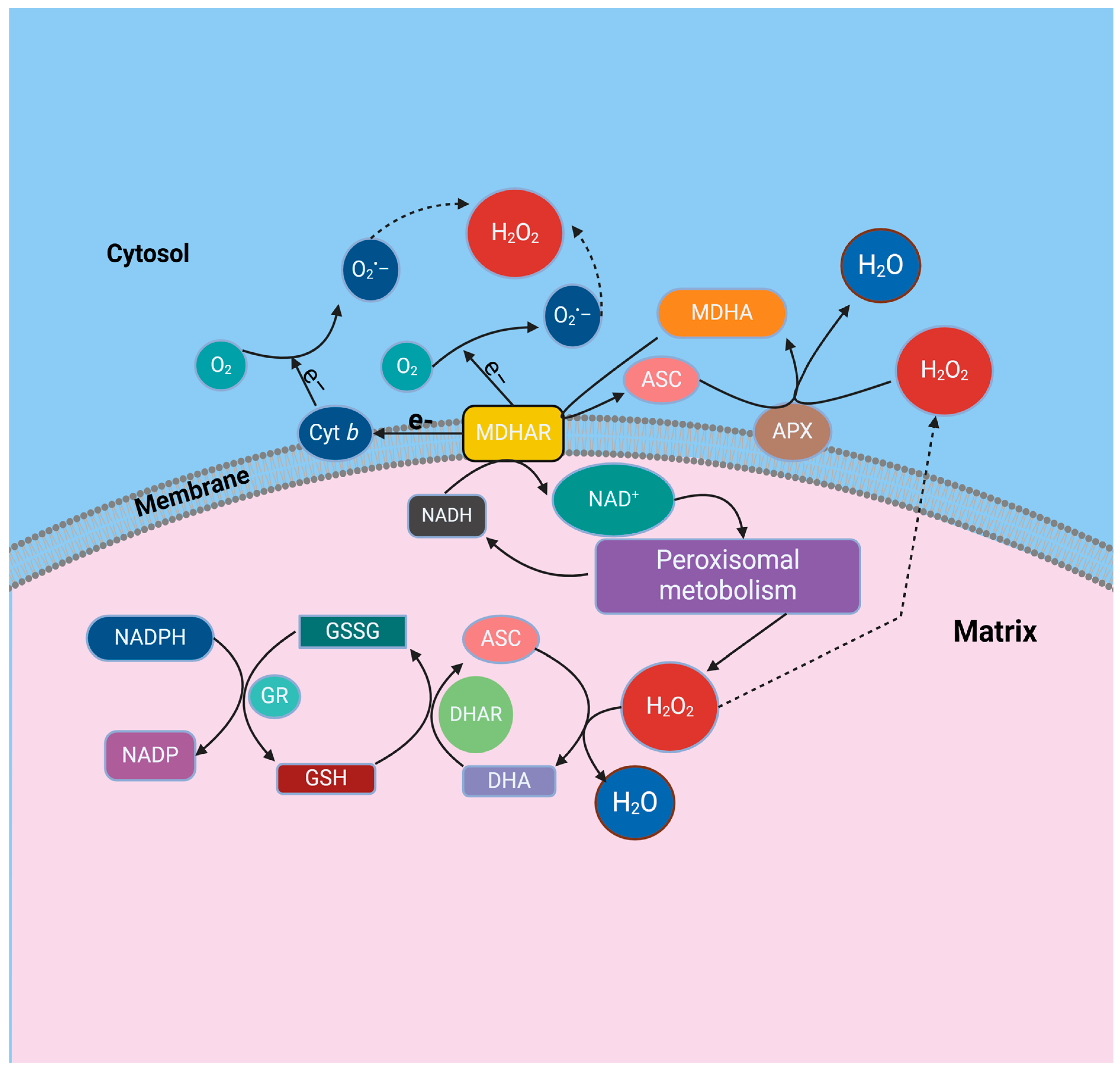 Ijms 25 08873 g001 Ijms 25 08873 g001