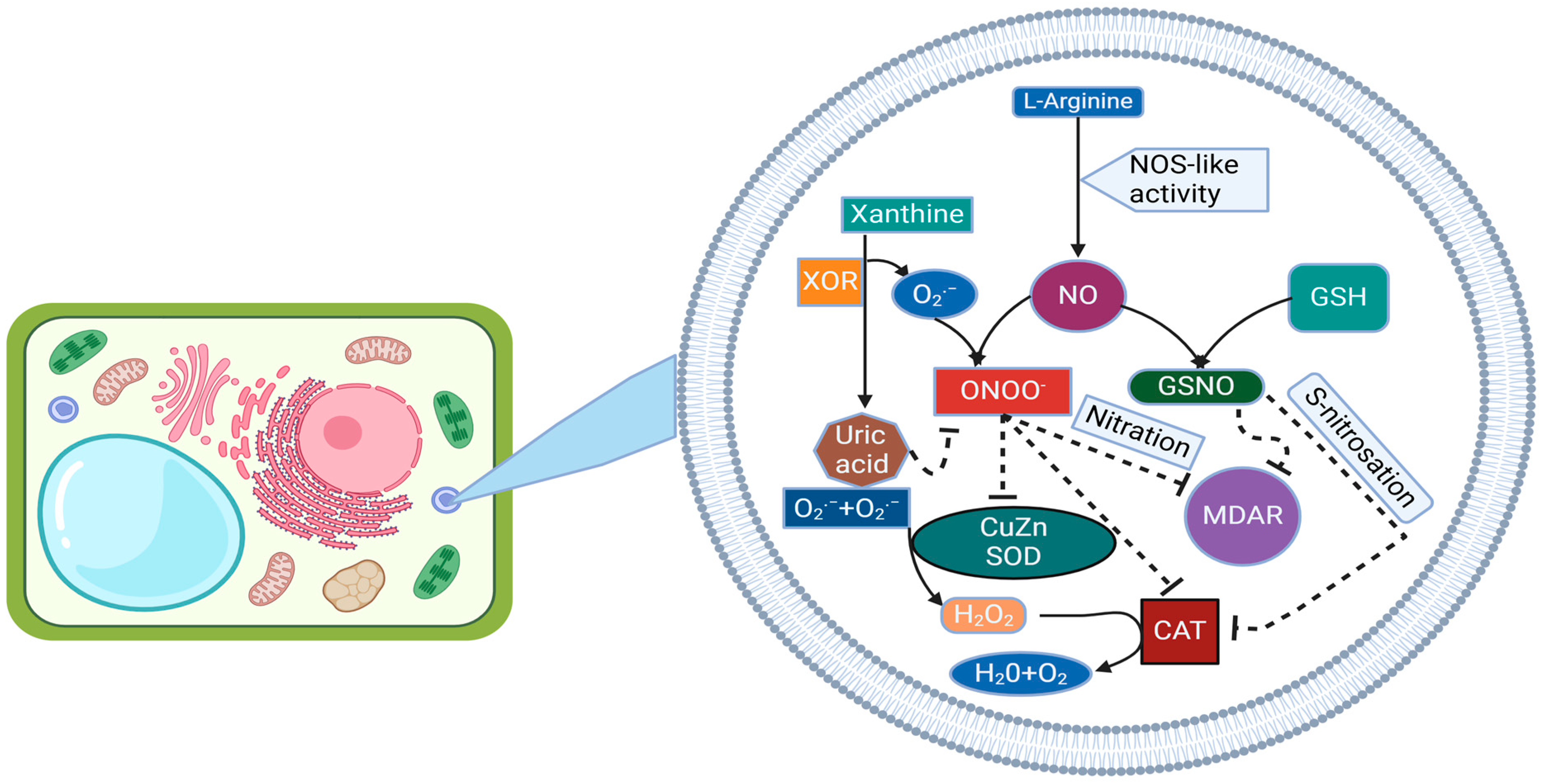 Ijms 25 08873 g004 Ijms 25 08873 g004