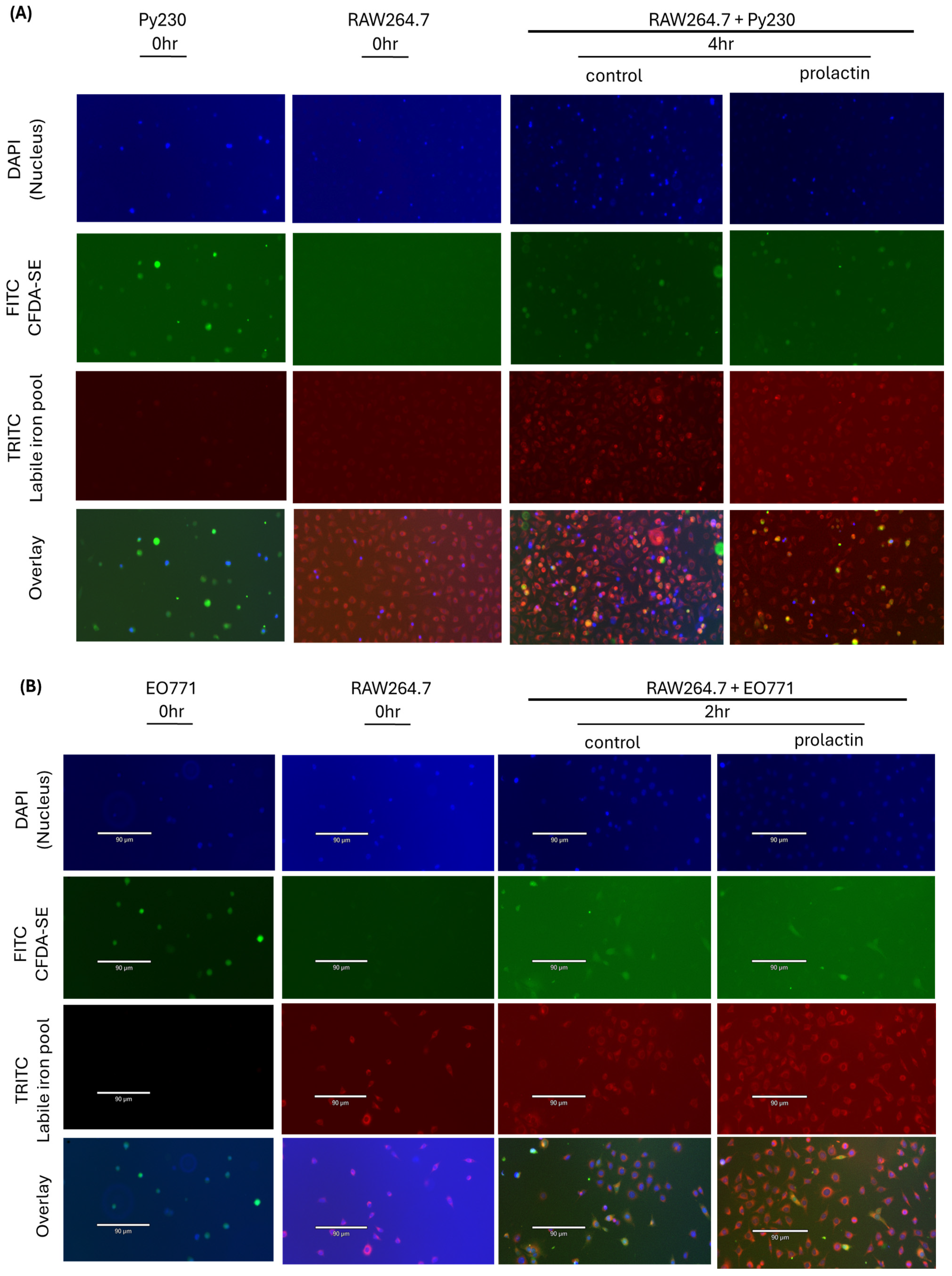 Ijms 25 08941 g006 Ijms 25 08941 g006