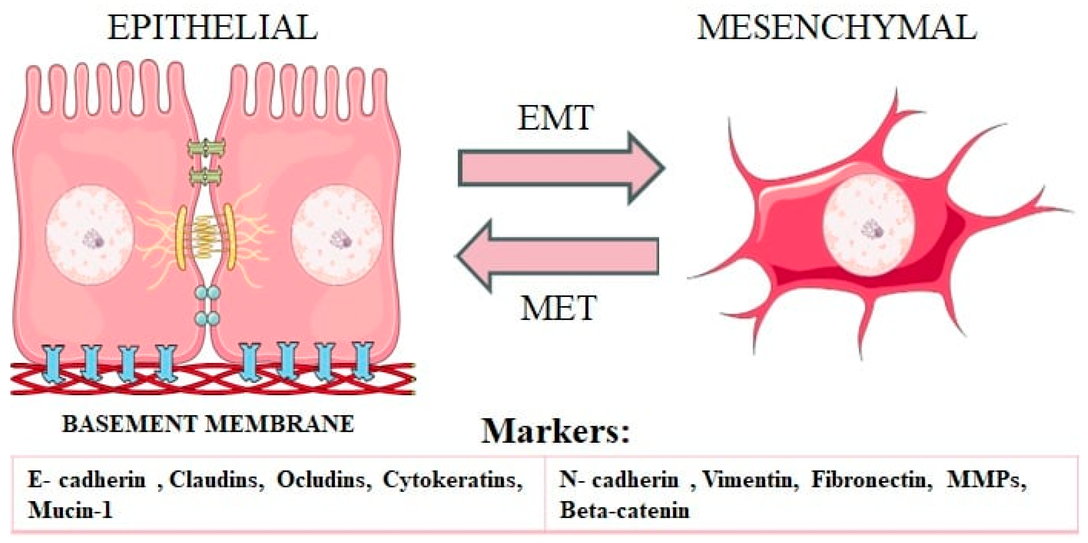 Ijms 25 08972 g001 Ijms 25 08972 g001