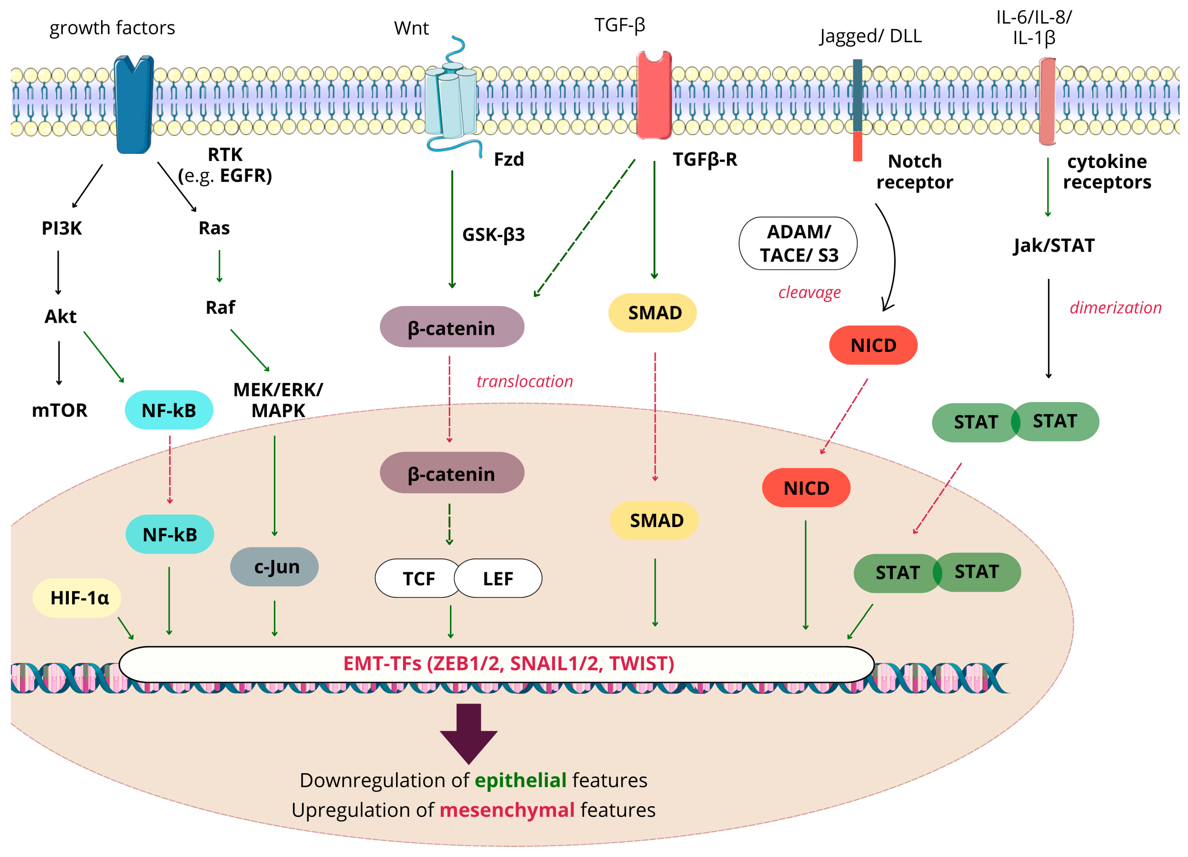 Ijms 25 08972 g002 Ijms 25 08972 g002