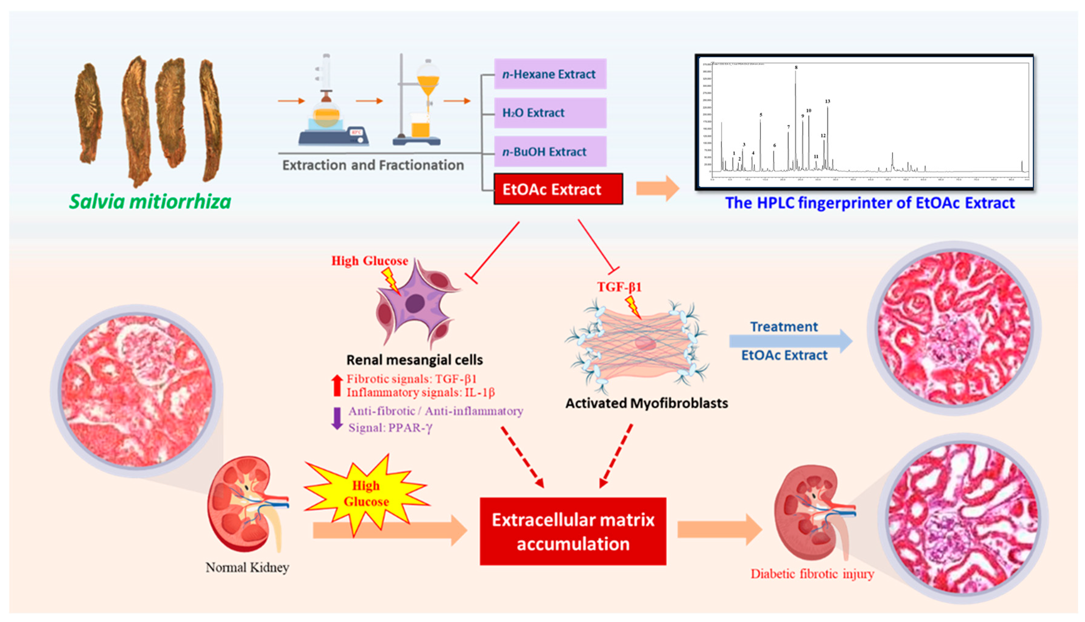 Ijms 25 08986 g007 Ijms 25 08986 g007