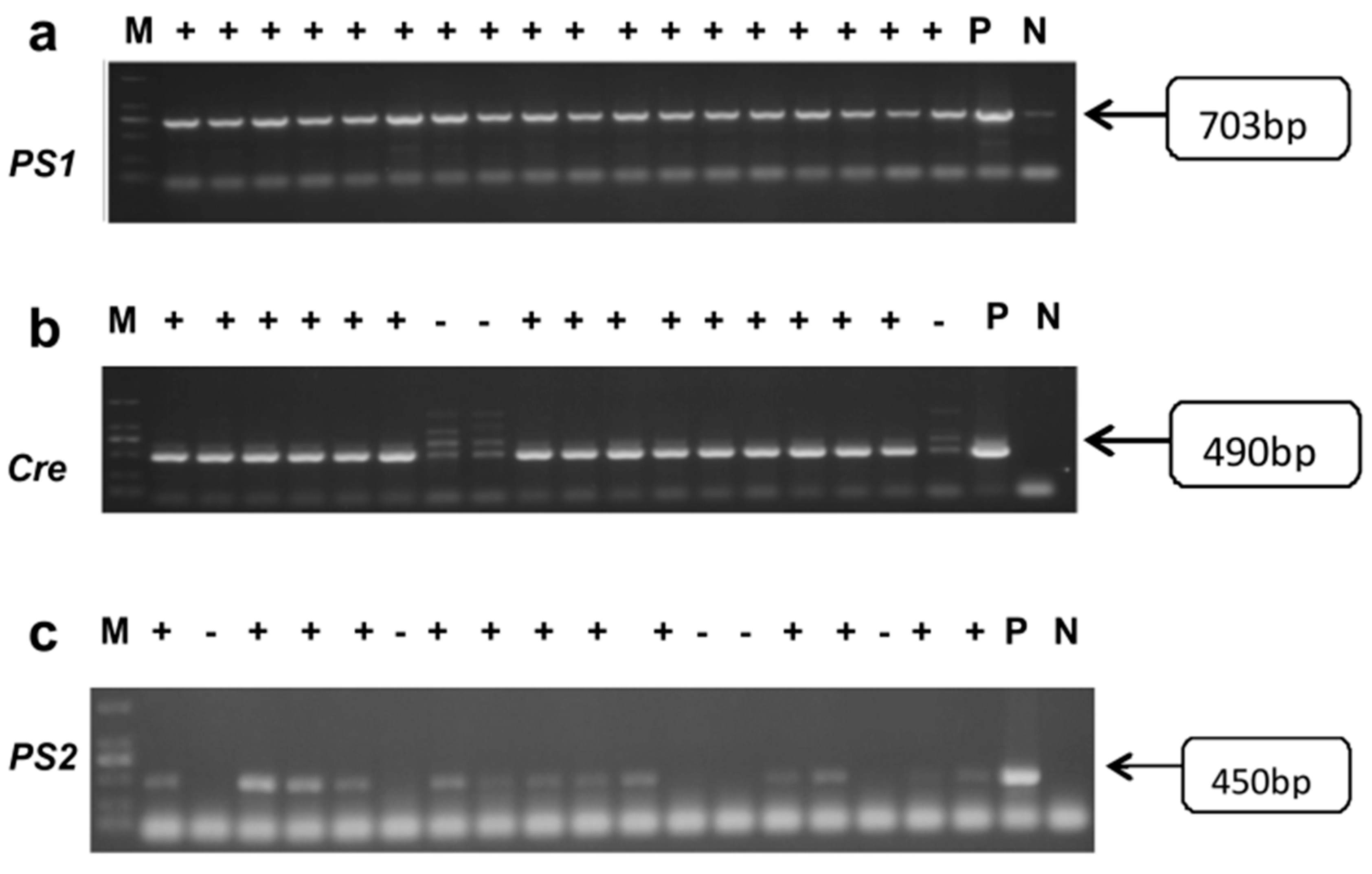 Ijms 25 09036 g001 Ijms 25 09036 g001