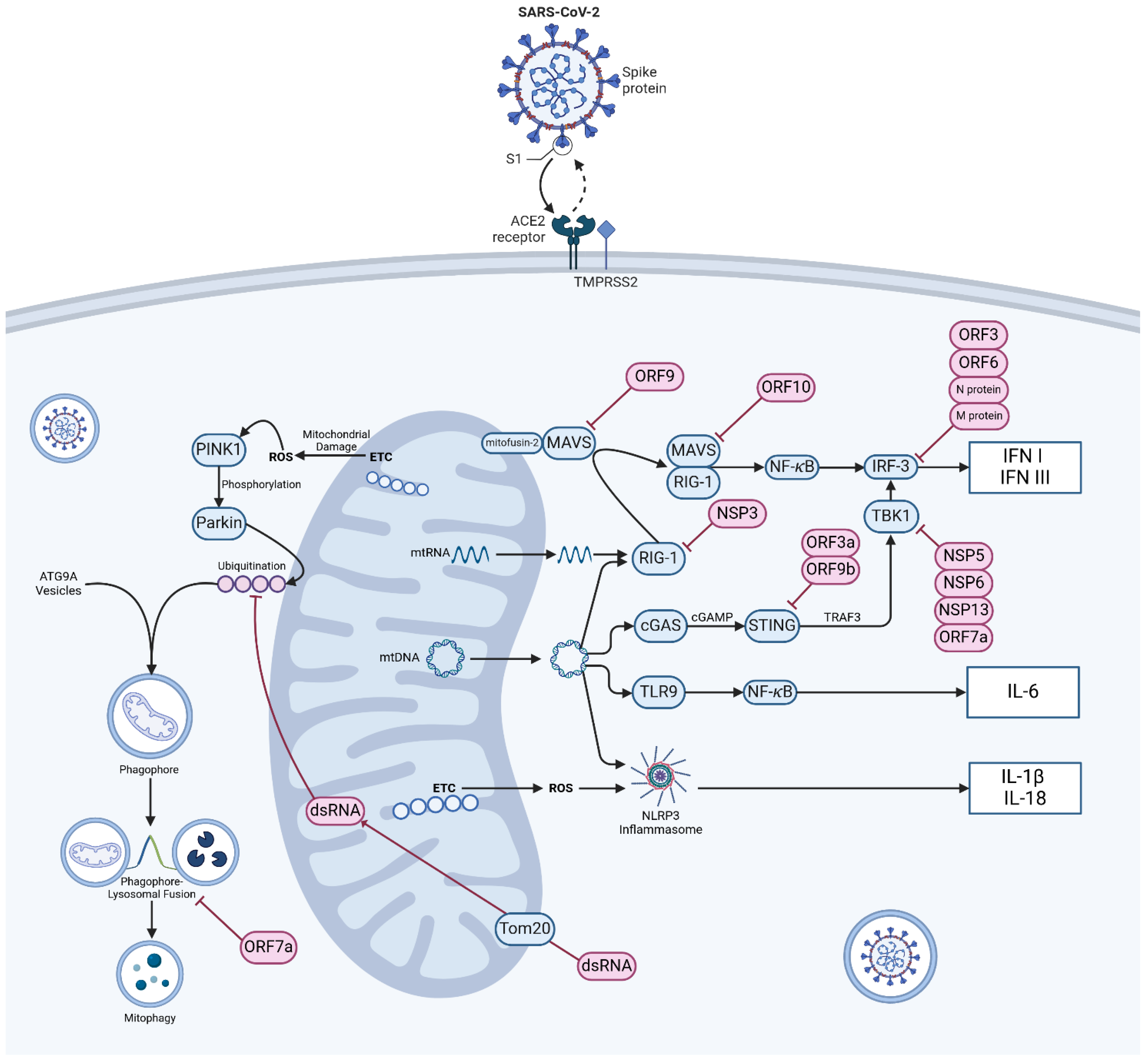 Ijms 25 09050 g001 Ijms 25 09050 g001