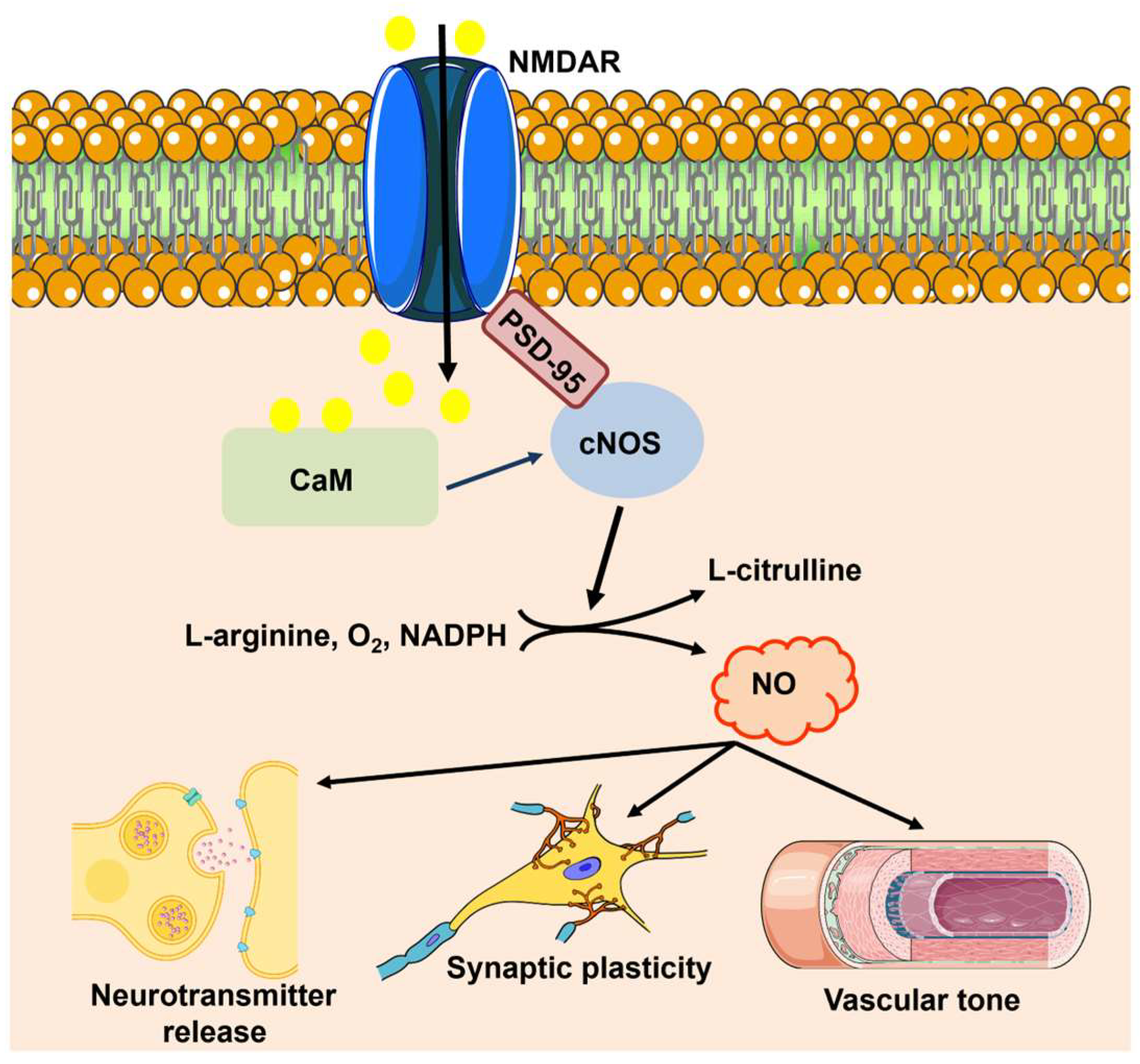 Ijms 25 09071 g002 Ijms 25 09071 g002