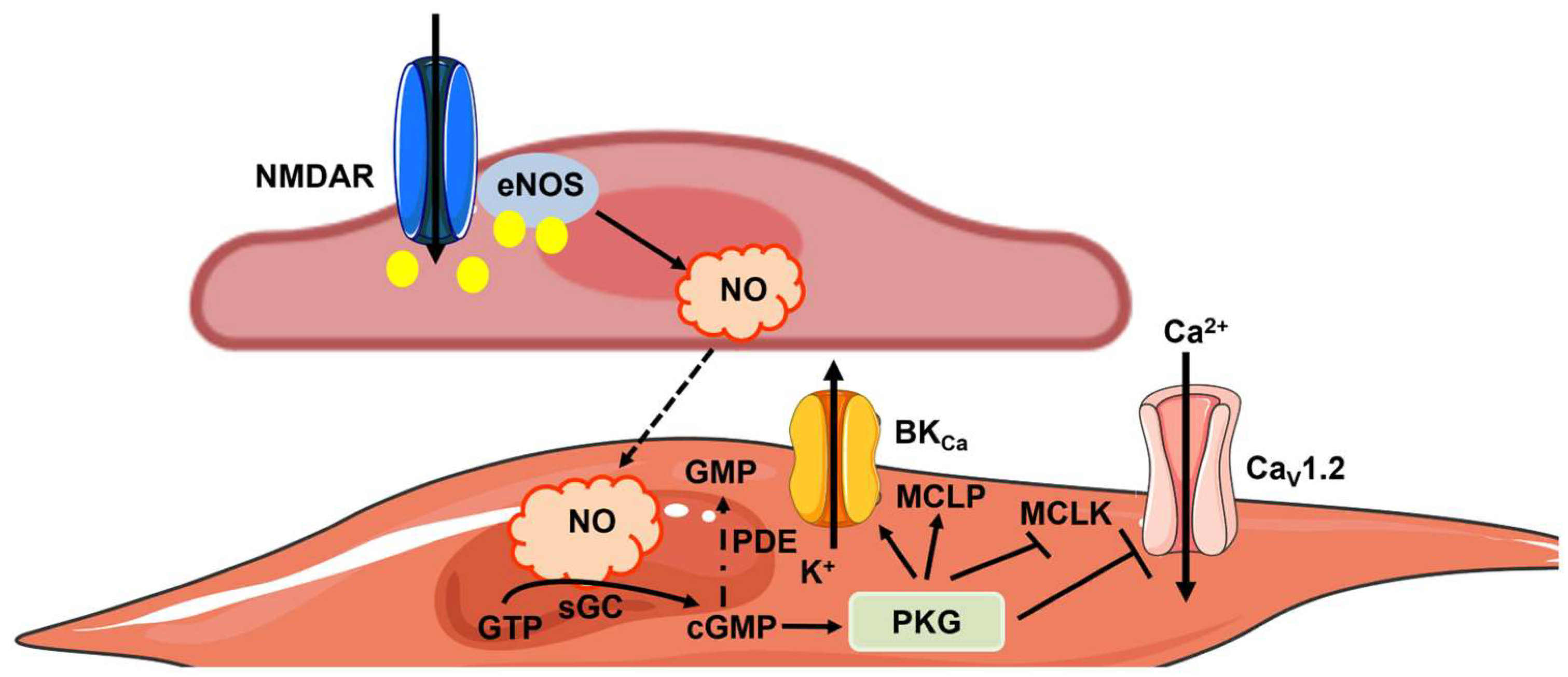 Ijms 25 09071 g003 Ijms 25 09071 g003
