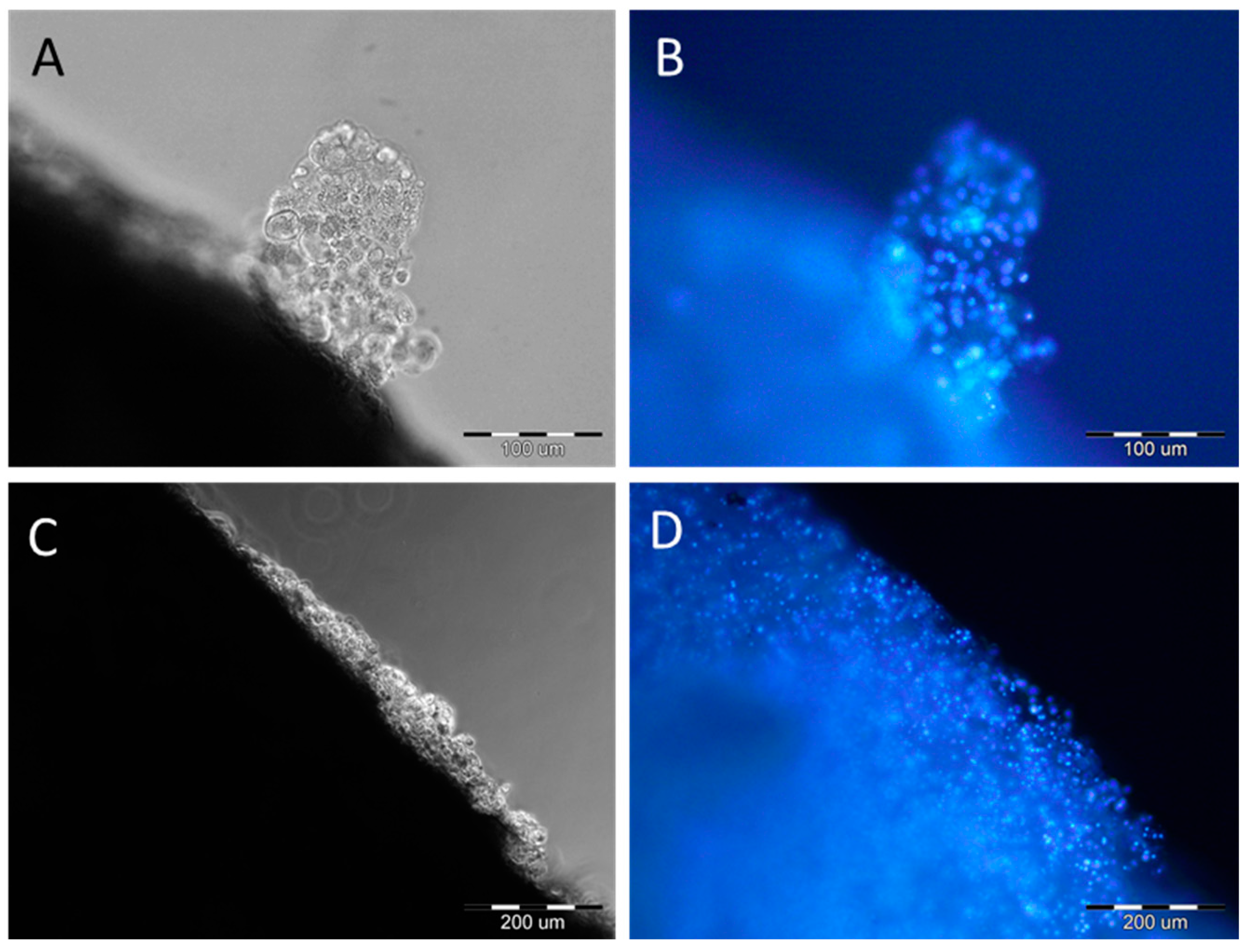 Ijms 25 09075 g001 Ijms 25 09075 g001