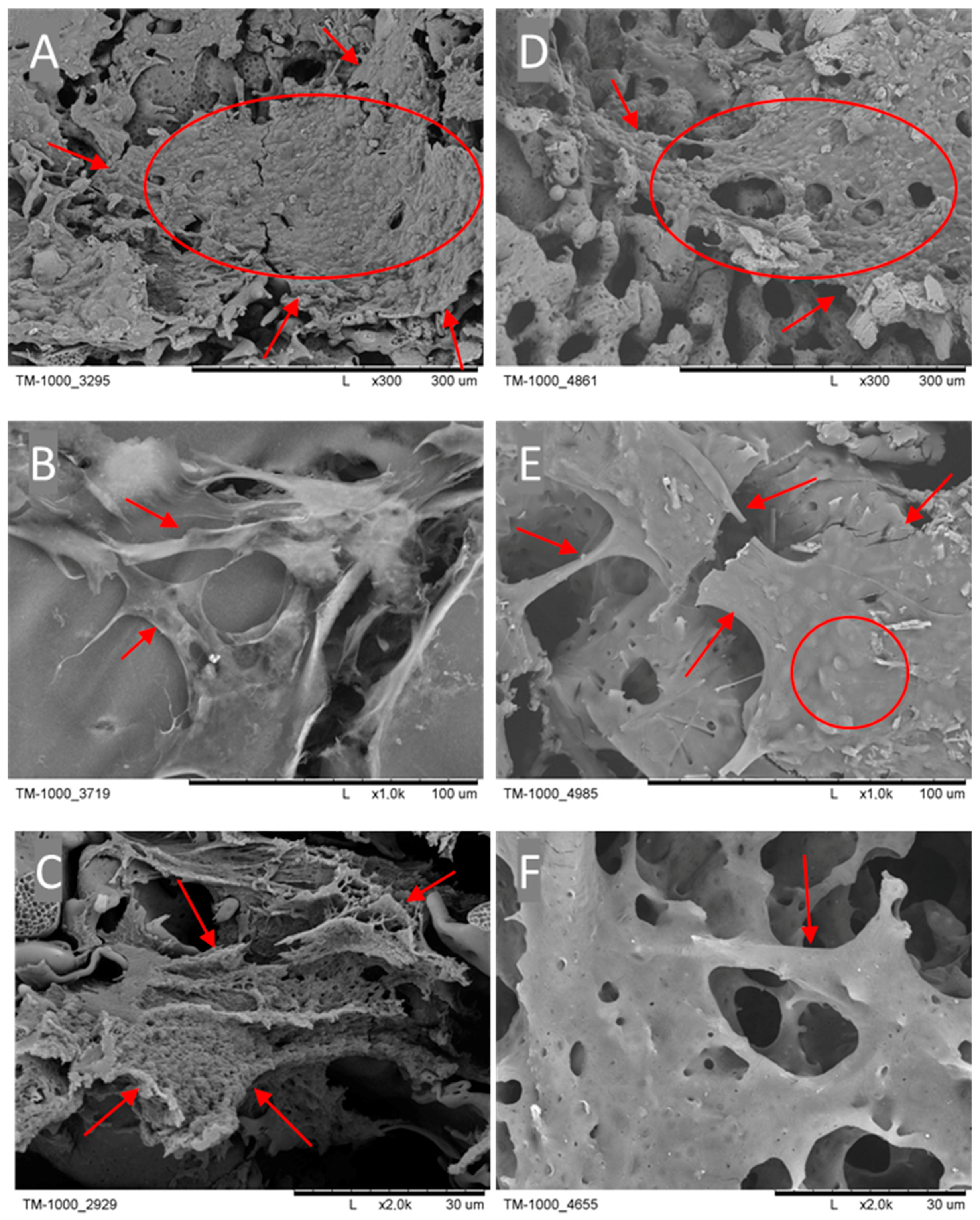 Ijms 25 09075 g002 Ijms 25 09075 g002