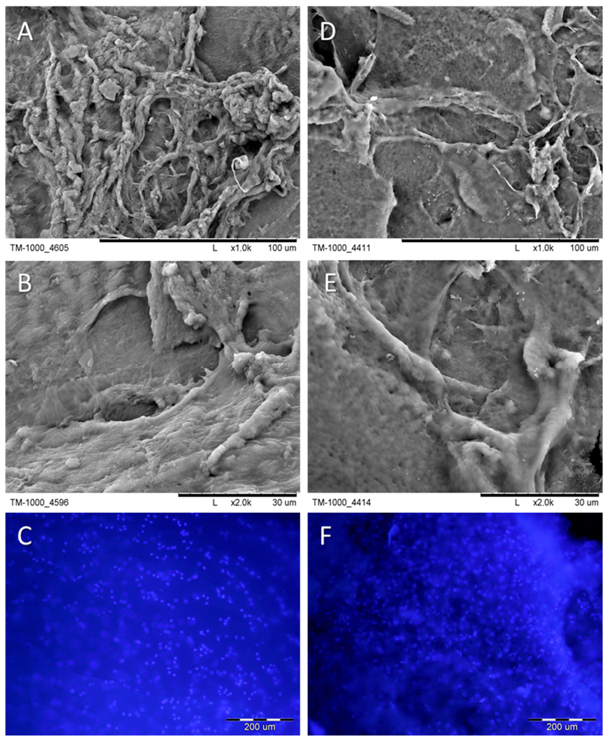 Ijms 25 09075 g003 Ijms 25 09075 g003
