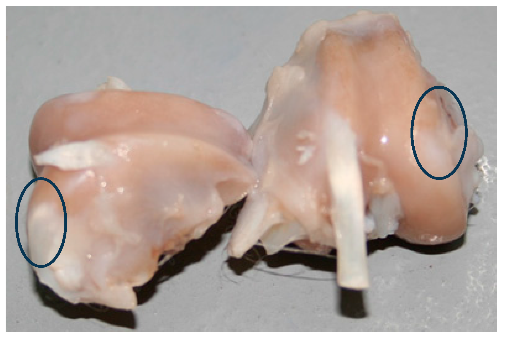 Ijms 25 09075 g005 Ijms 25 09075 g005