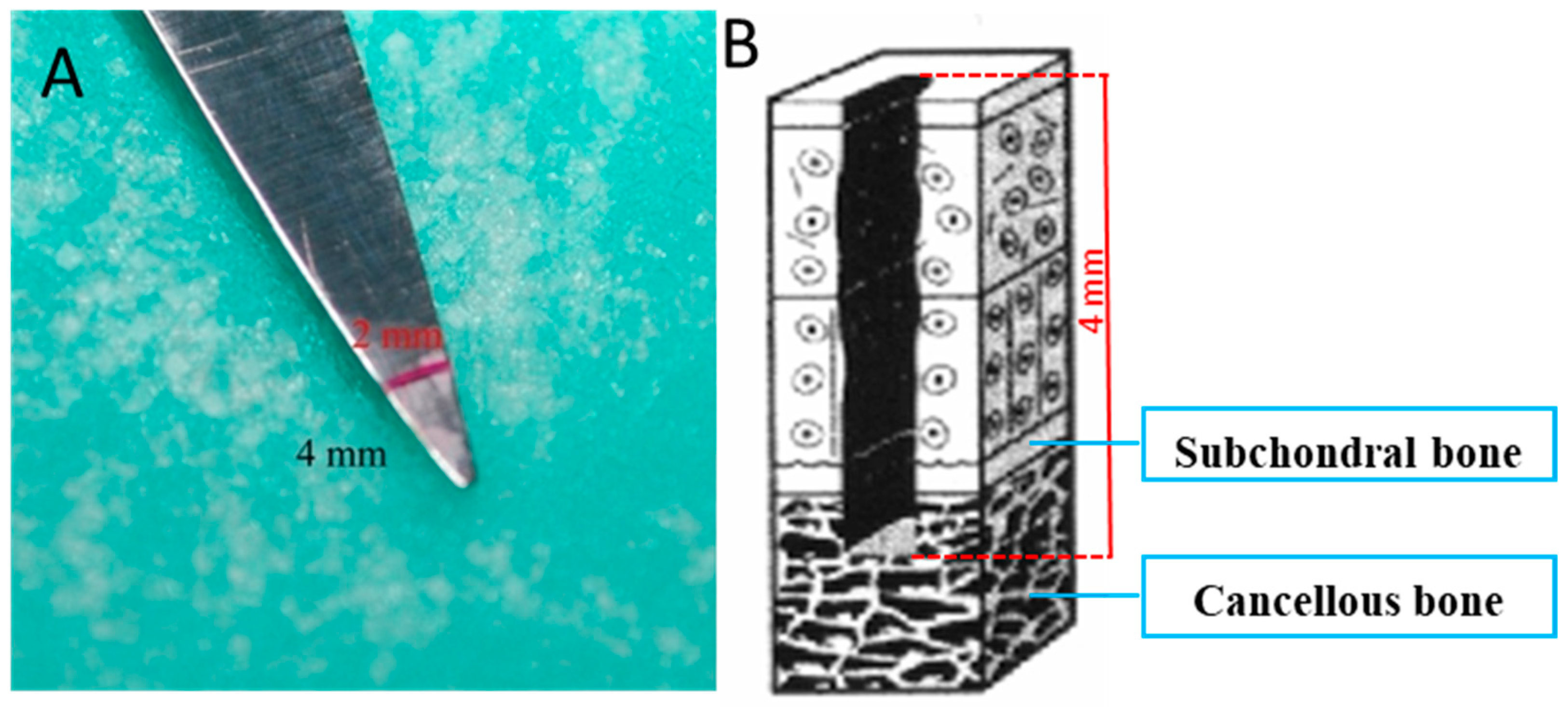 Ijms 25 09075 g008 Ijms 25 09075 g008