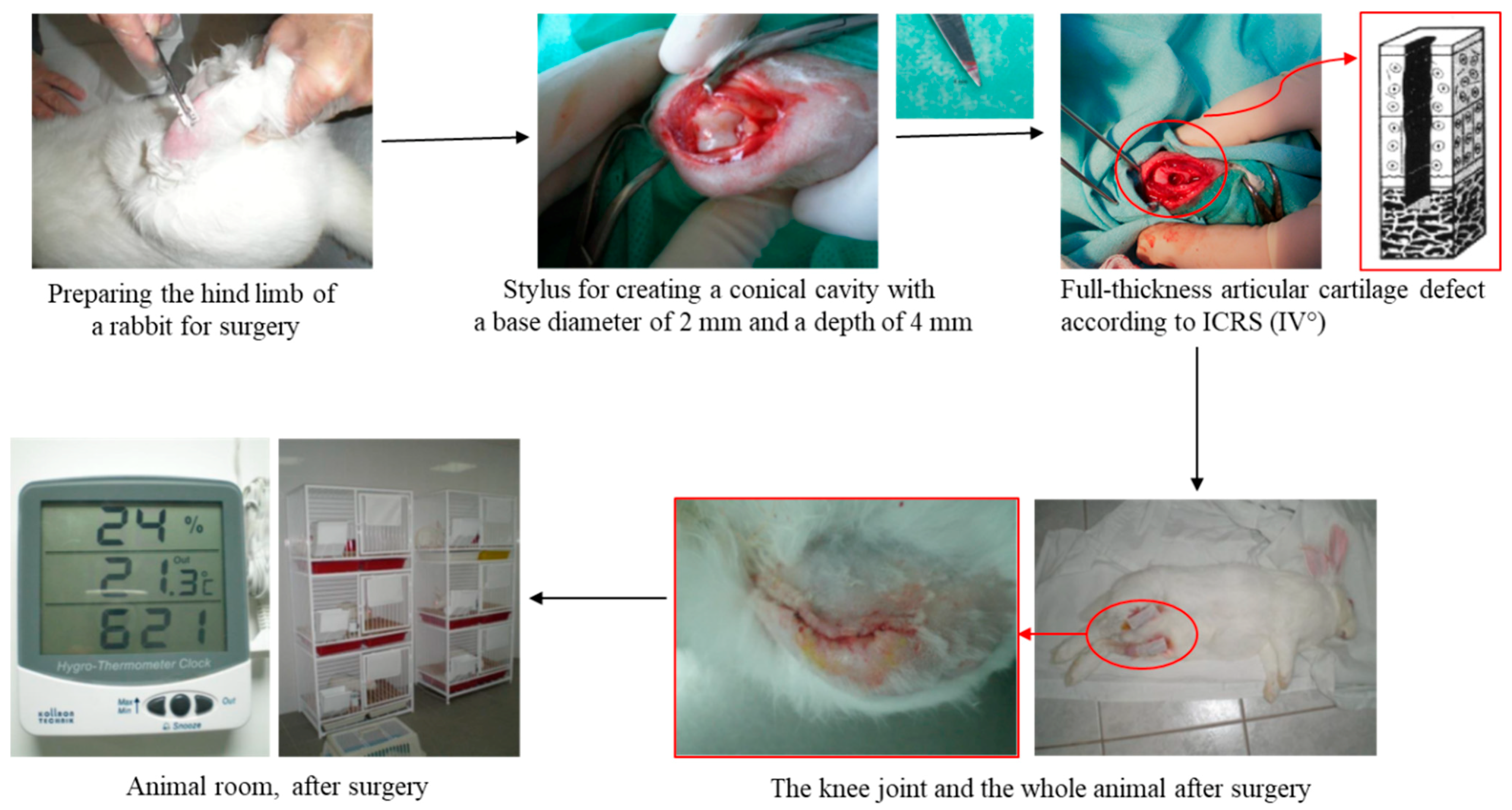 Ijms 25 09075 g009 Ijms 25 09075 g009