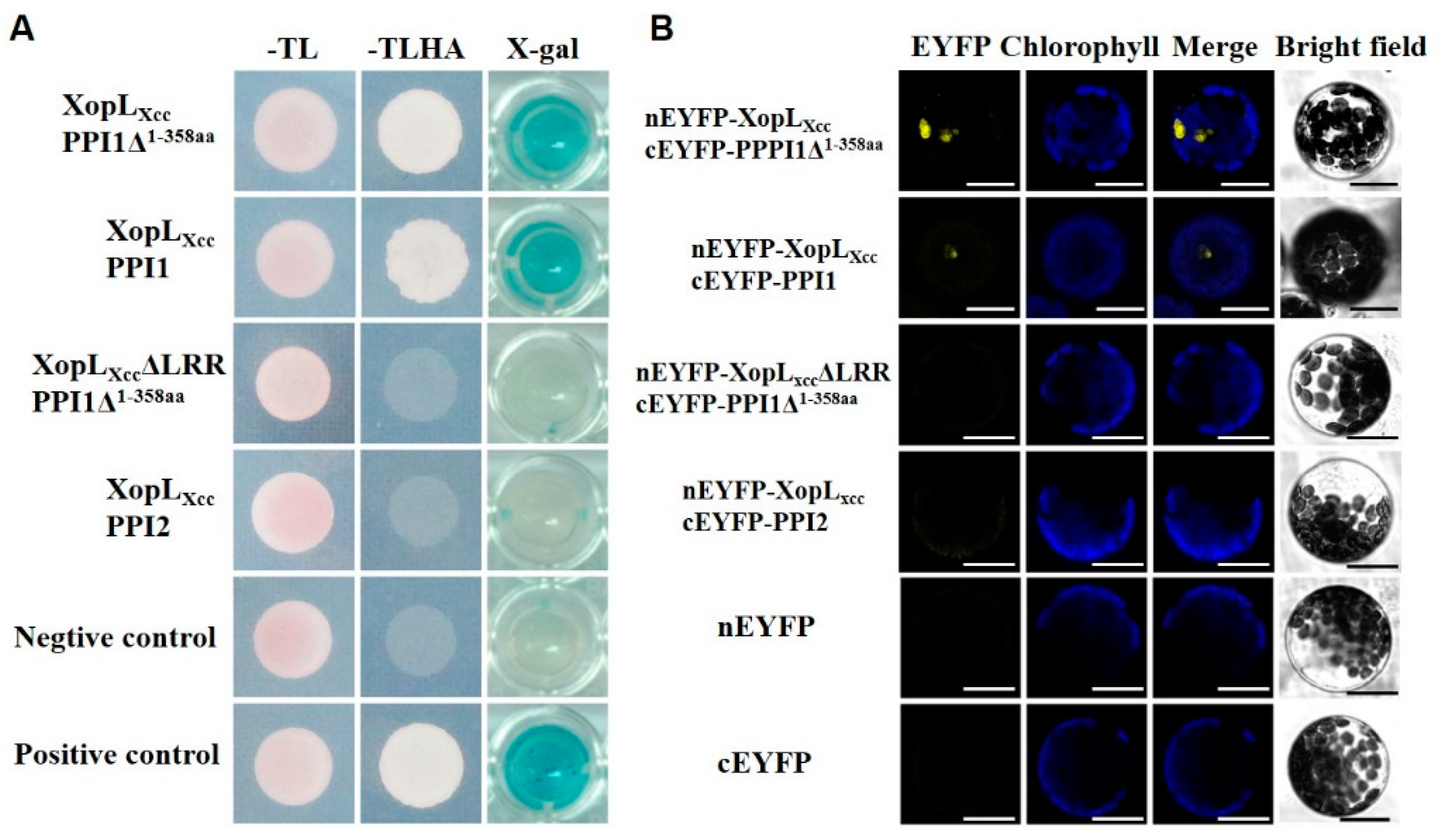Ijms 25 09175 g003 Ijms 25 09175 g003