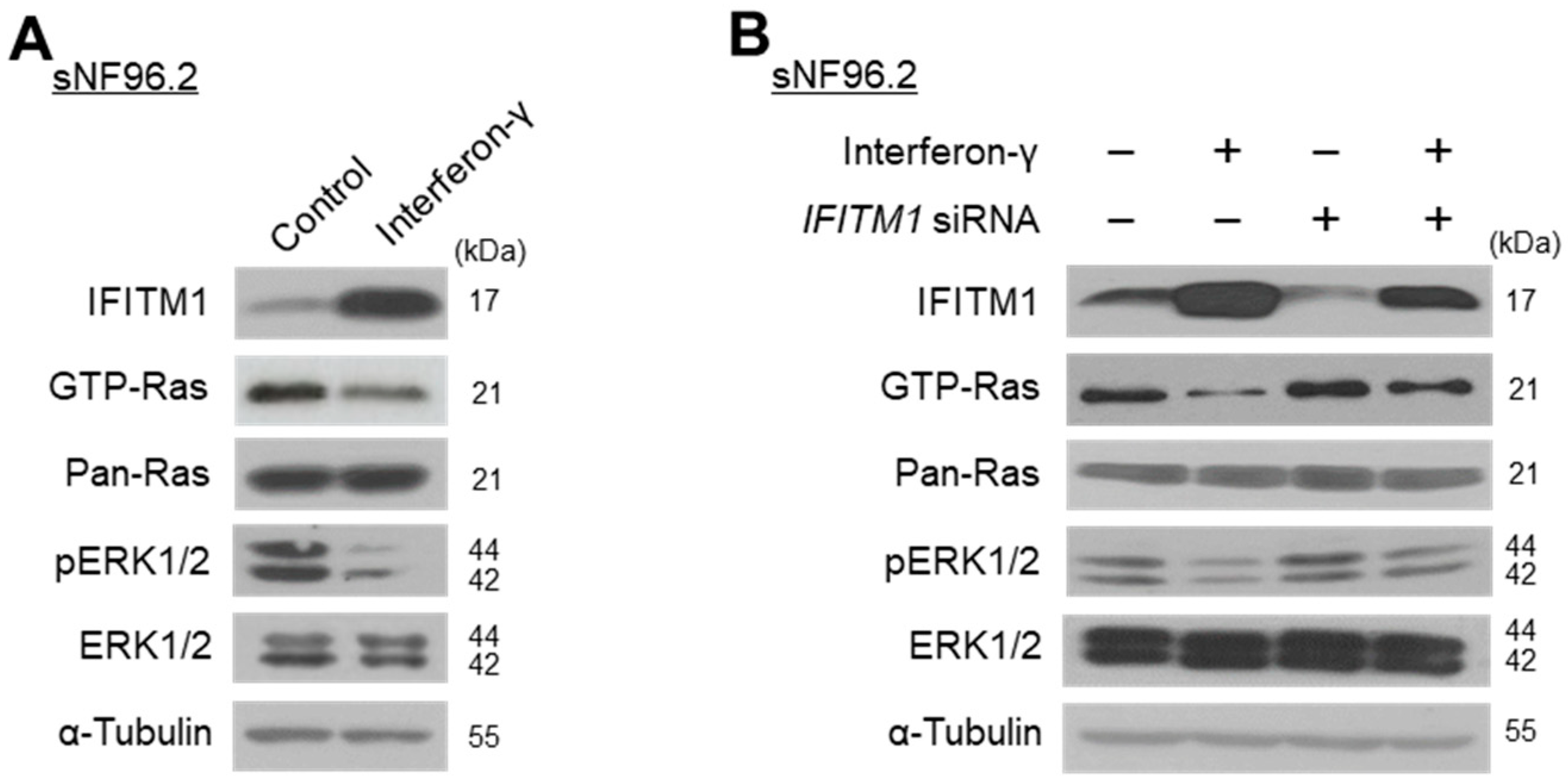 Ijms 25 09265 g003 Ijms 25 09265 g003