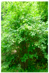 Ijms 25 09295 i001 Ijms 25 09295 i001