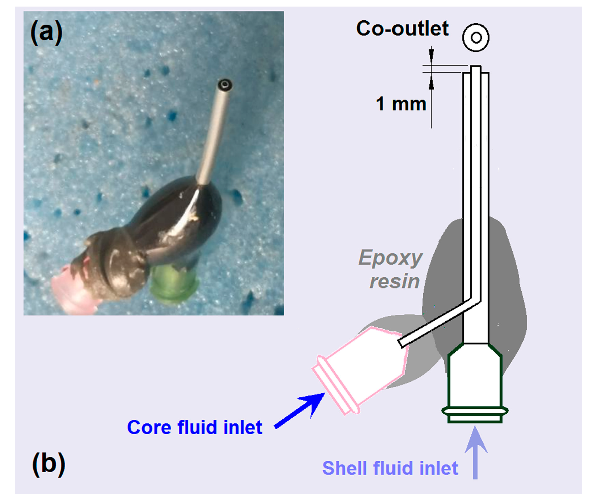 Ijms 25 09524 g002 Ijms 25 09524 g002