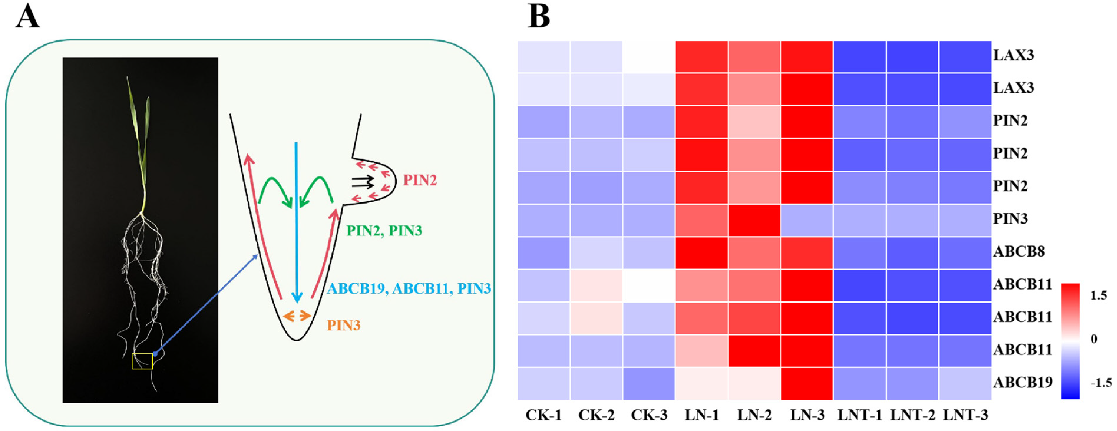 Ijms 25 09566 g007 Ijms 25 09566 g007