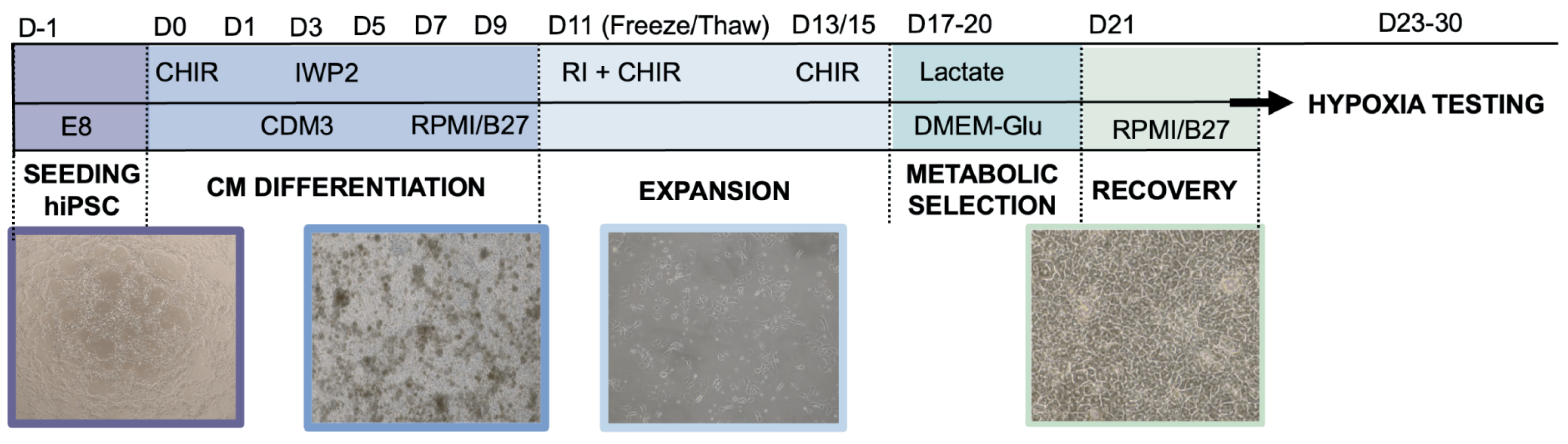 Ijms 25 09627 g006 Ijms 25 09627 g006