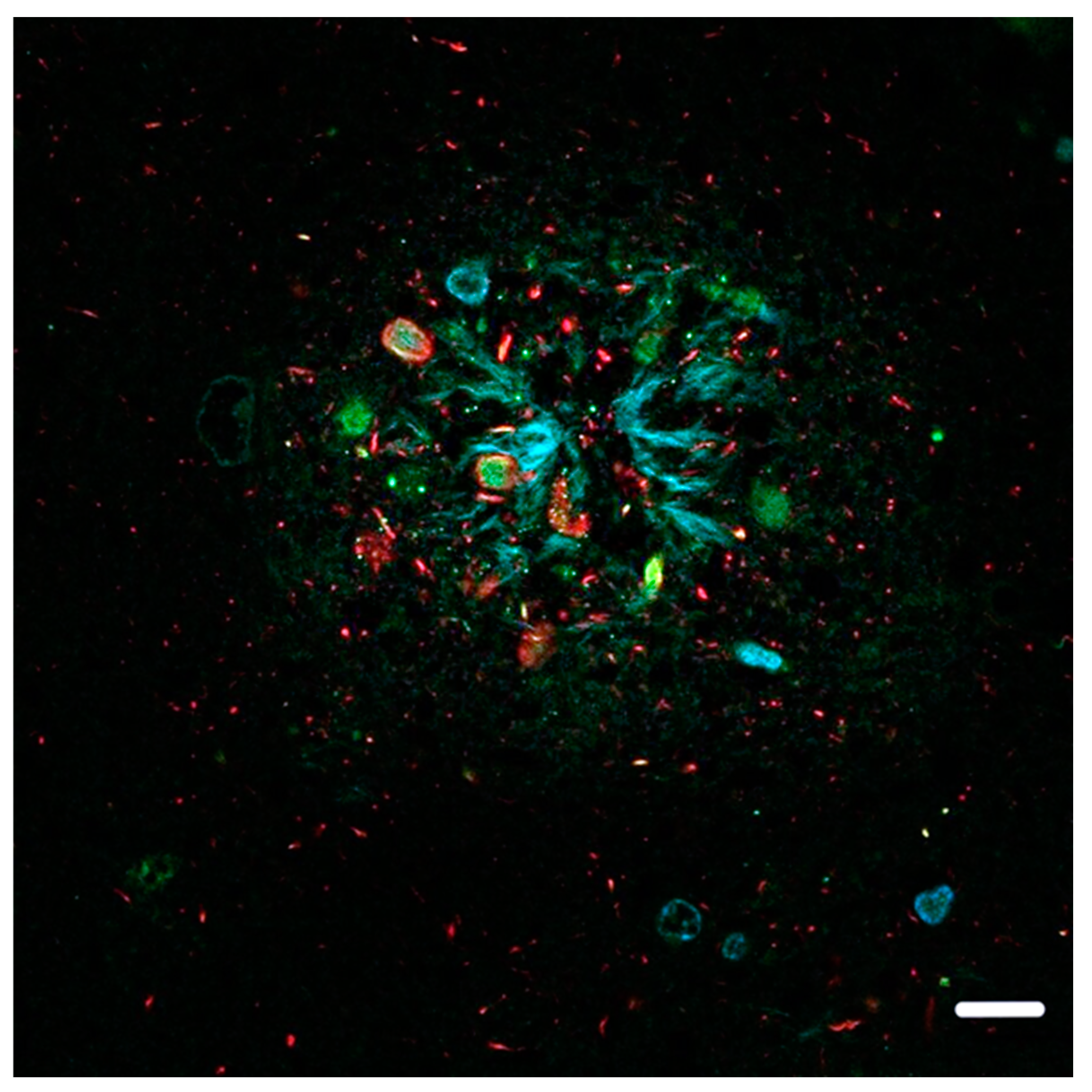 Ijms 25 09689 g001 Ijms 25 09689 g001