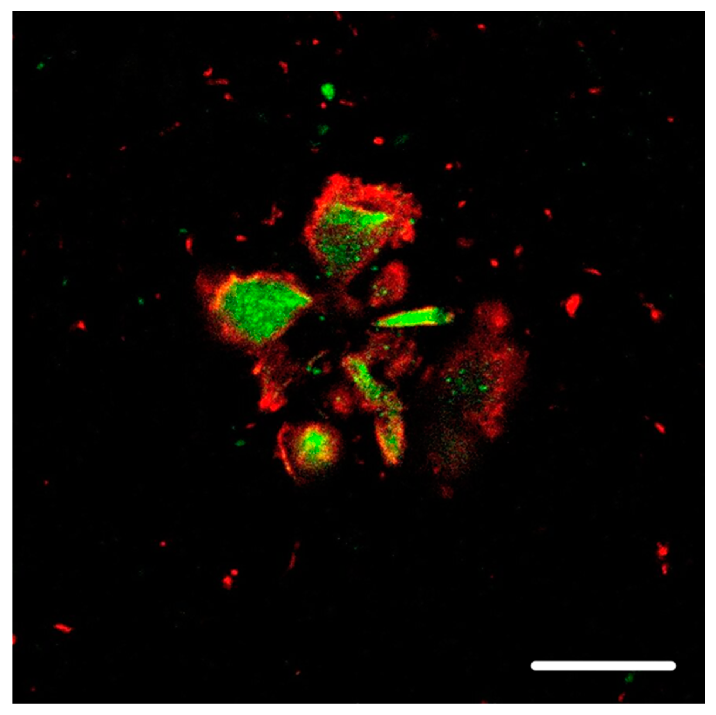 Ijms 25 09689 g002 Ijms 25 09689 g002