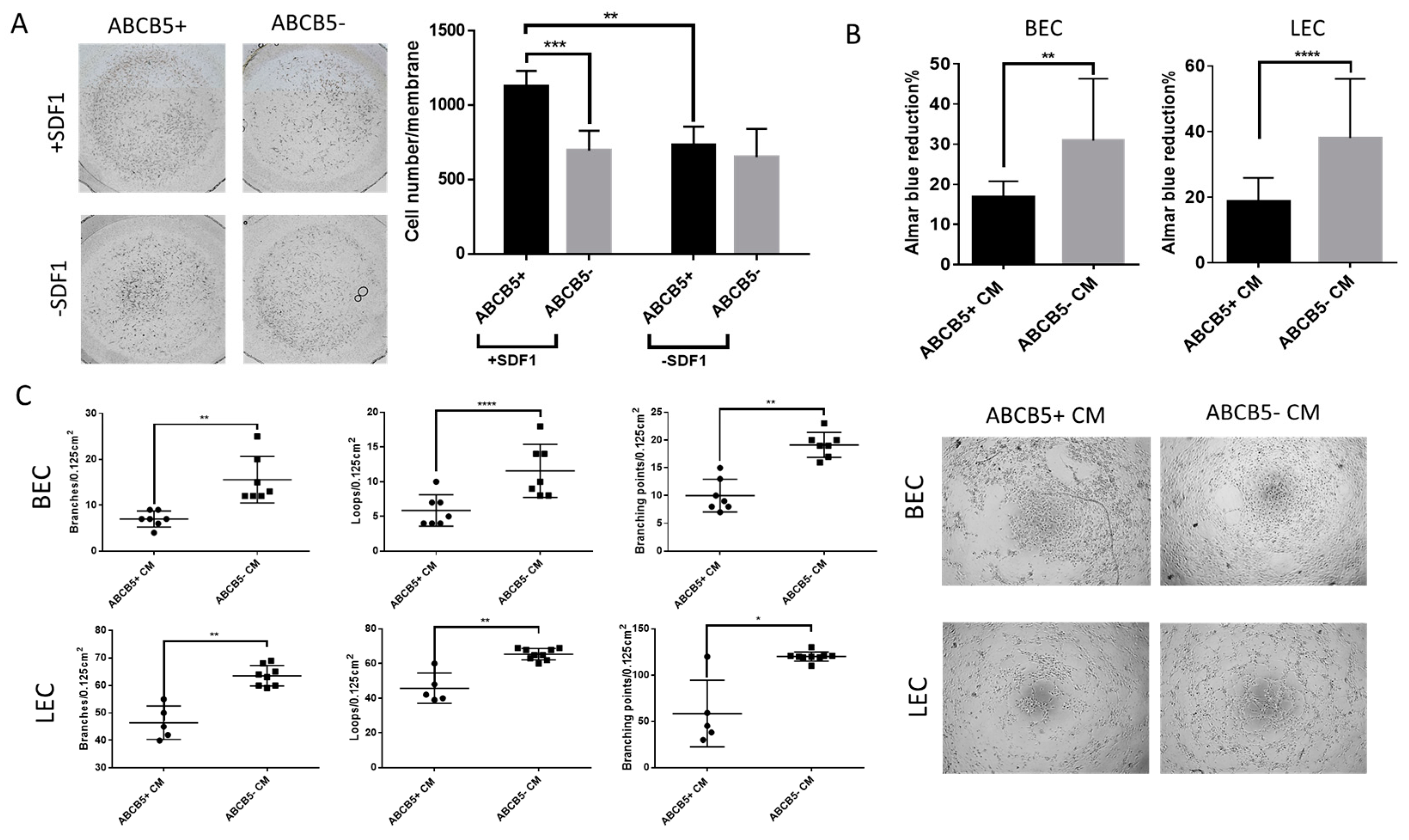 Ijms 25 09702 g004 Ijms 25 09702 g004