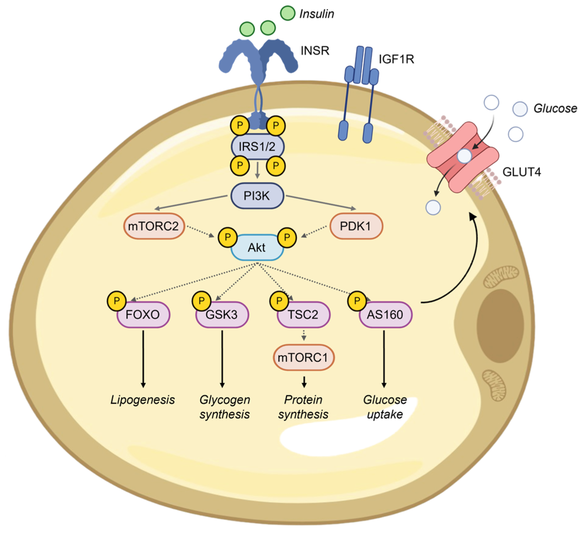 Ijms 25 09802 g001 Ijms 25 09802 g001