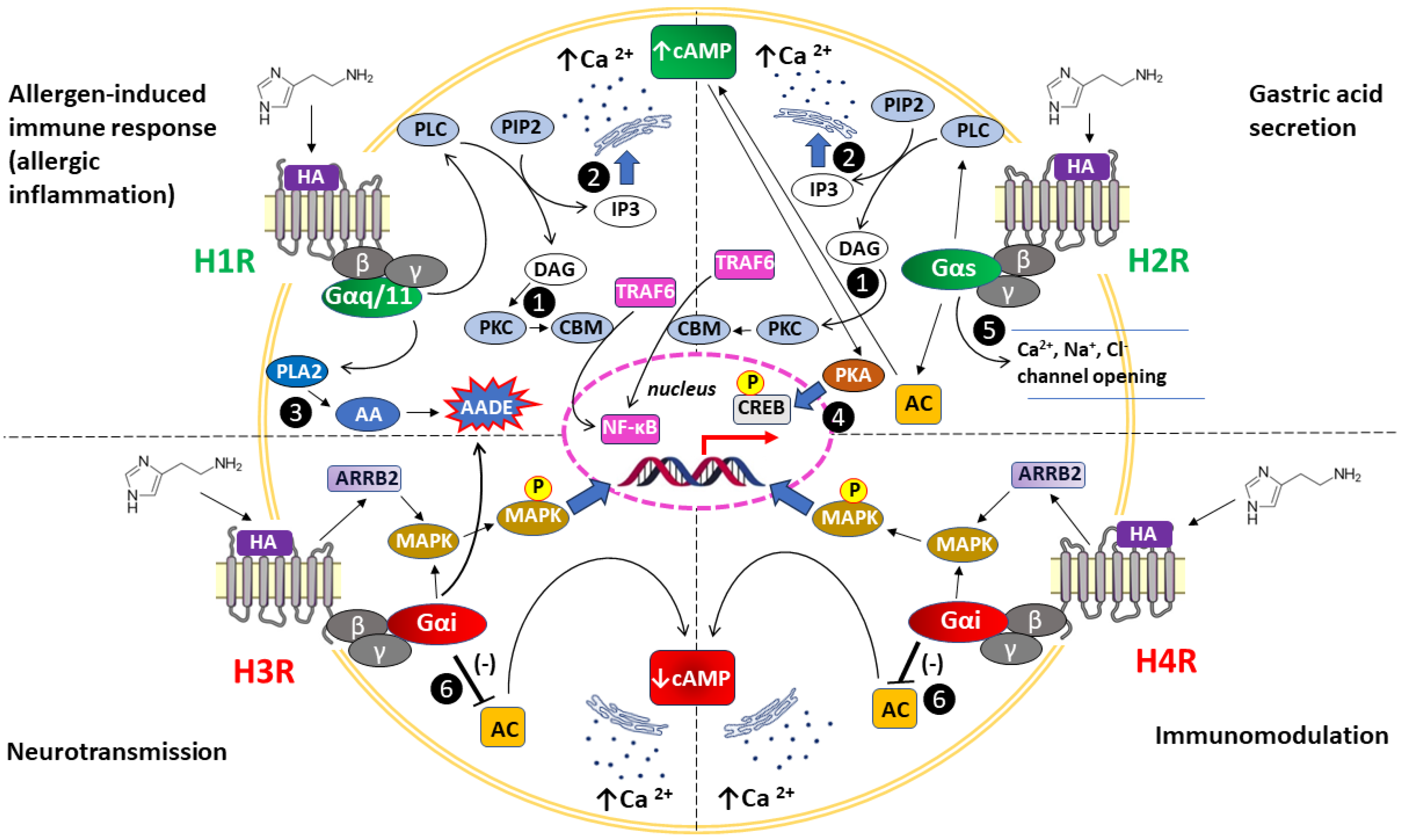 Histaminergic System Activity in the Central Nervous System: The Role ...