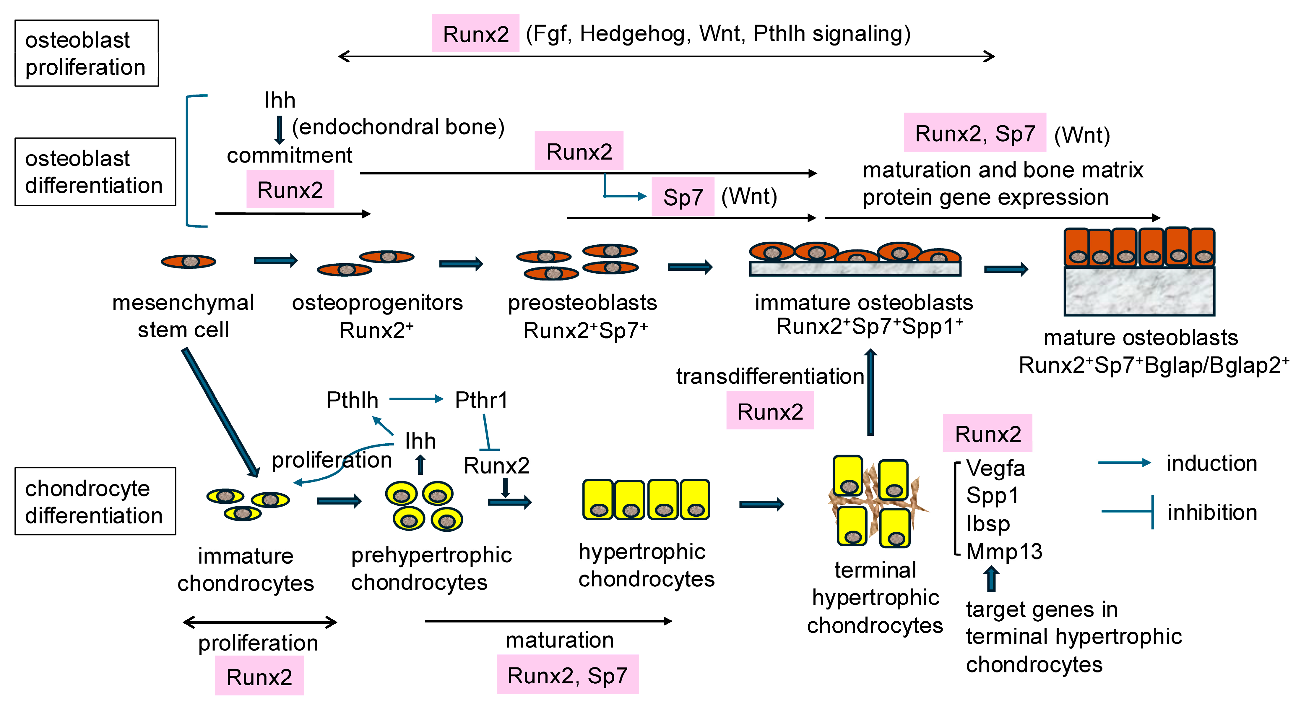 Ijms 25 10102 g001 Ijms 25 10102 g001