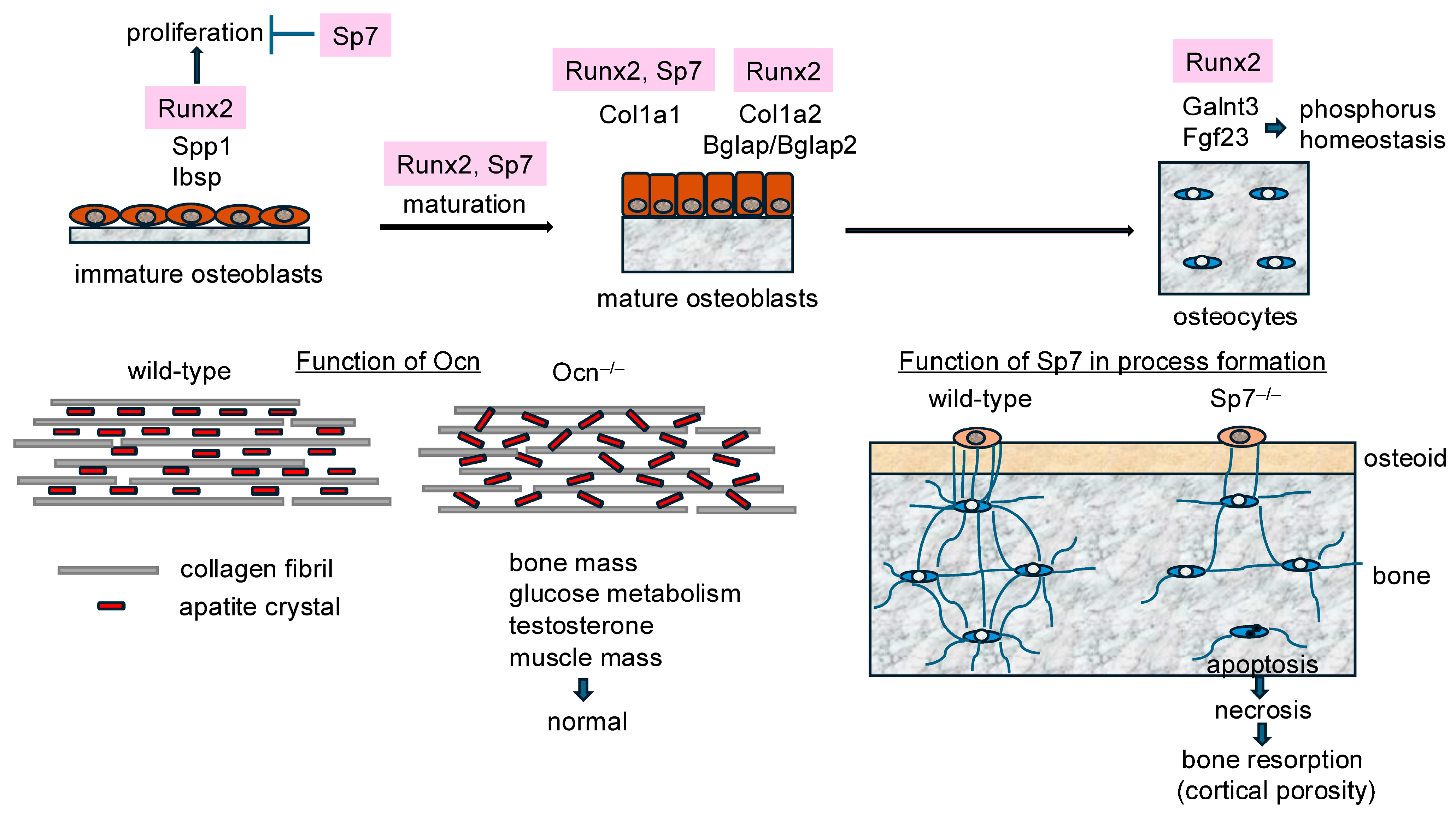 Ijms 25 10102 g002 Ijms 25 10102 g002