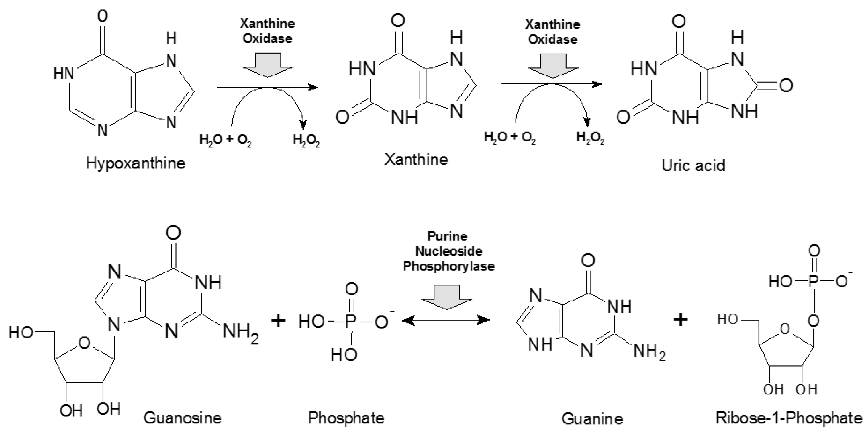 Ijms 25 10426 sch002