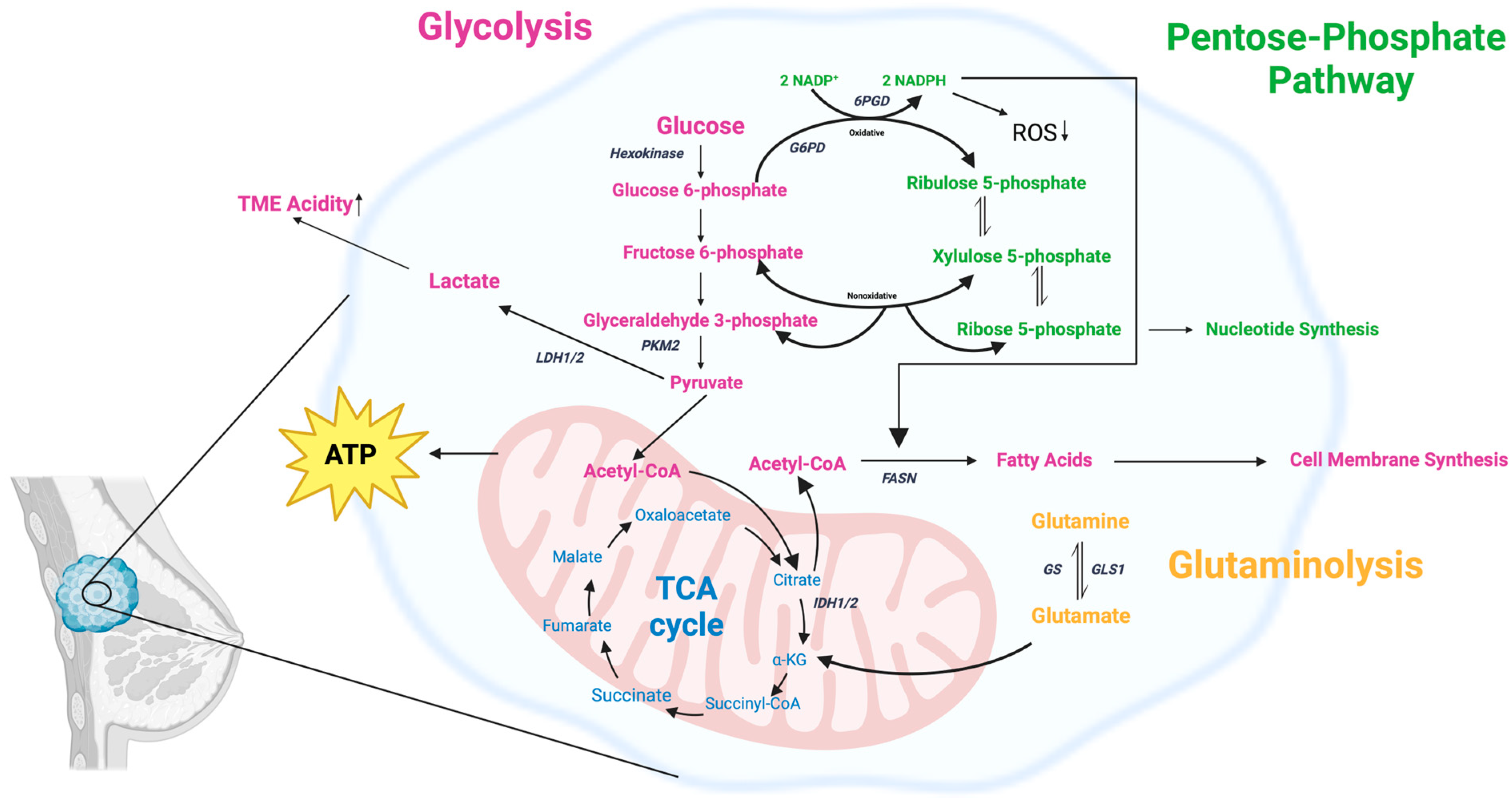 Ijms 25 10503 g001 Ijms 25 10503 g001