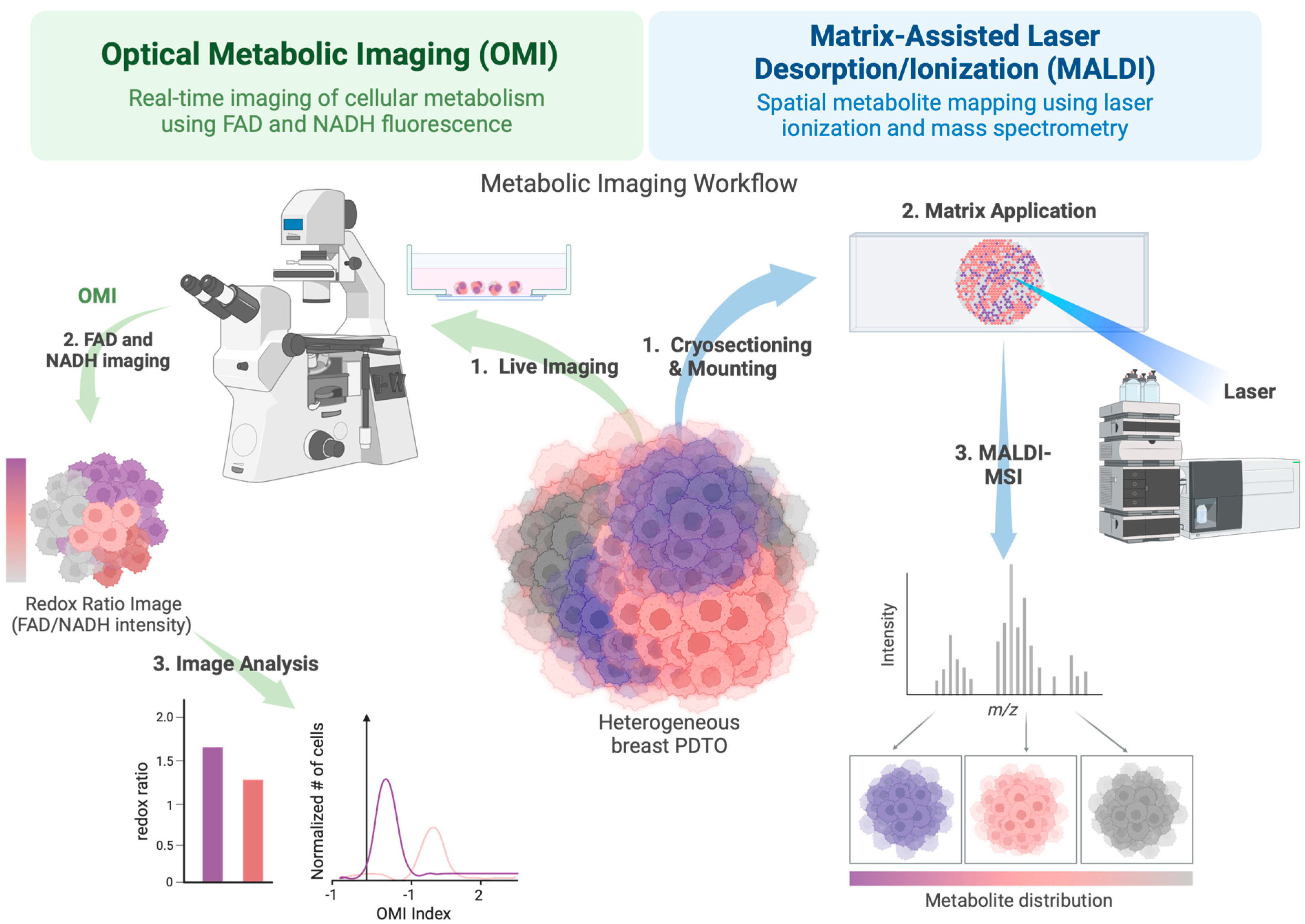 Ijms 25 10503 g004 Ijms 25 10503 g004